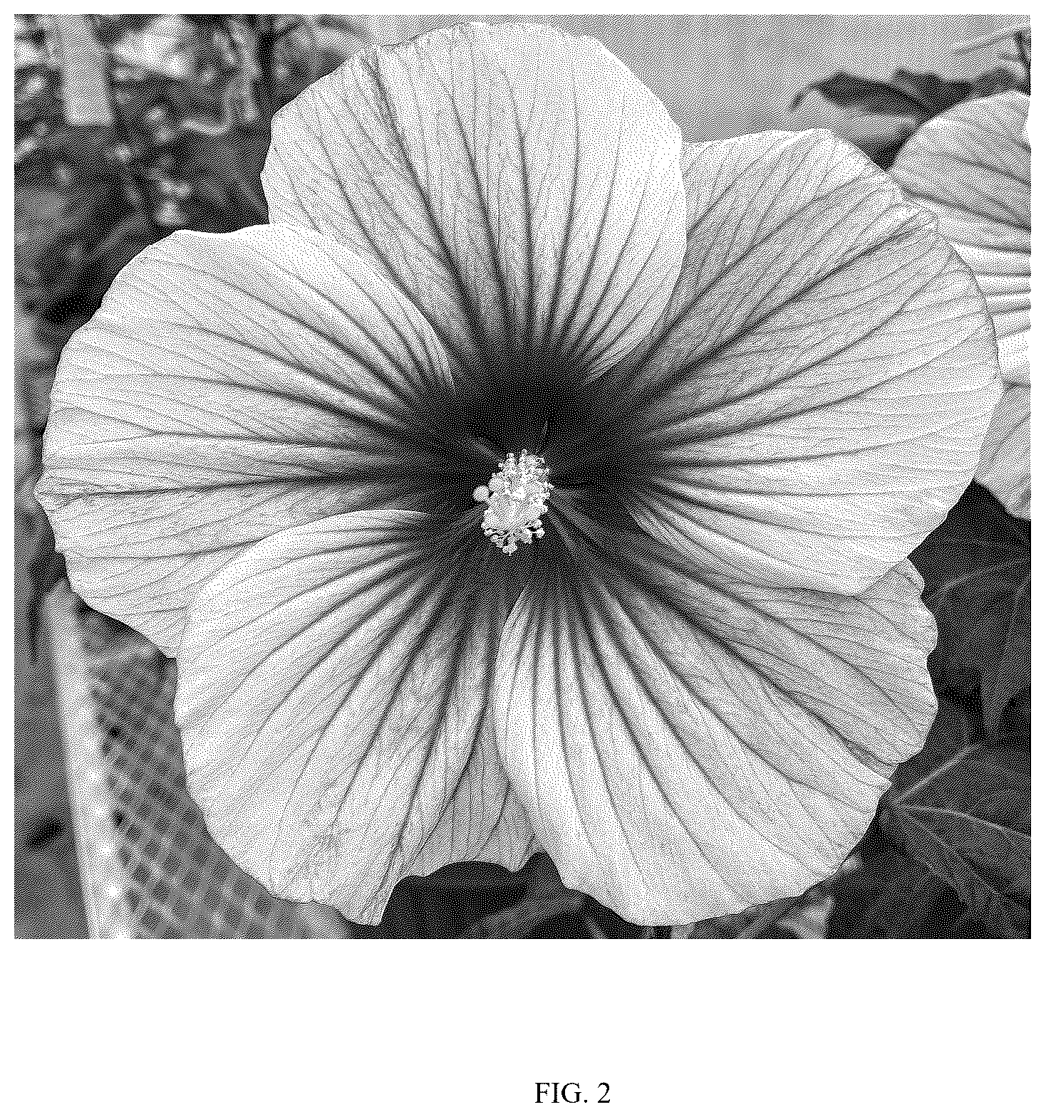 Patent USPP036750 Figure 2 – Hibiscus plant named ‘G21087’
