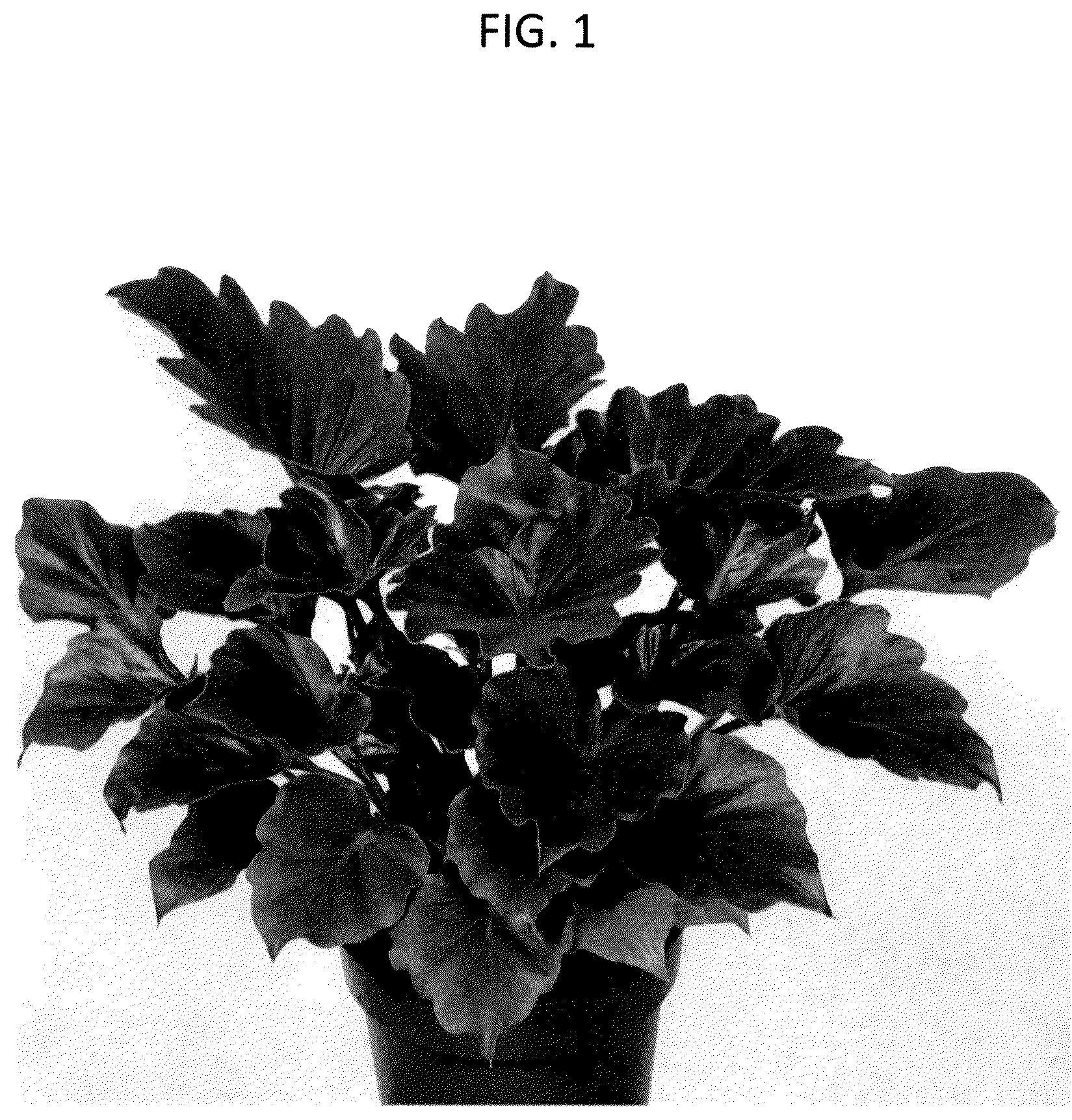 Patent USPP036751 — Philodendron plant named ‘PHELST01’ — Figure 1