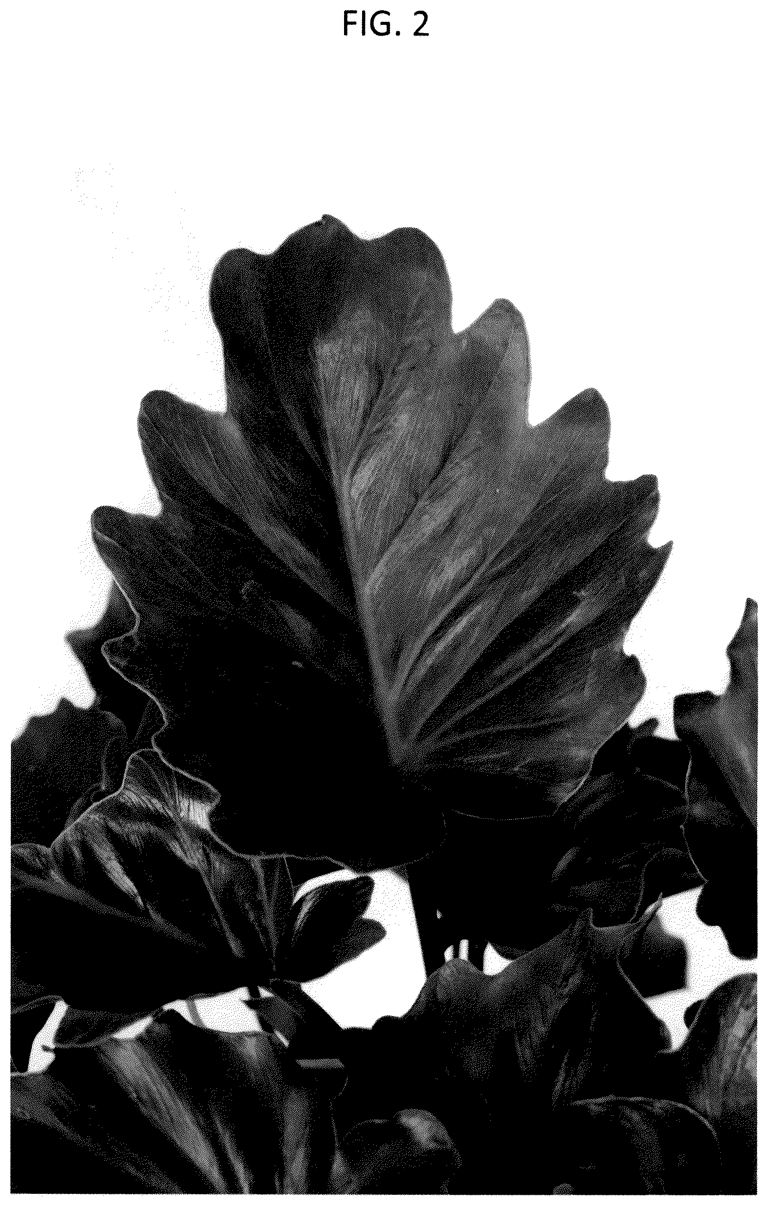 Patent USPP036751 Figure 2 – Philodendron plant named ‘PHELST01’