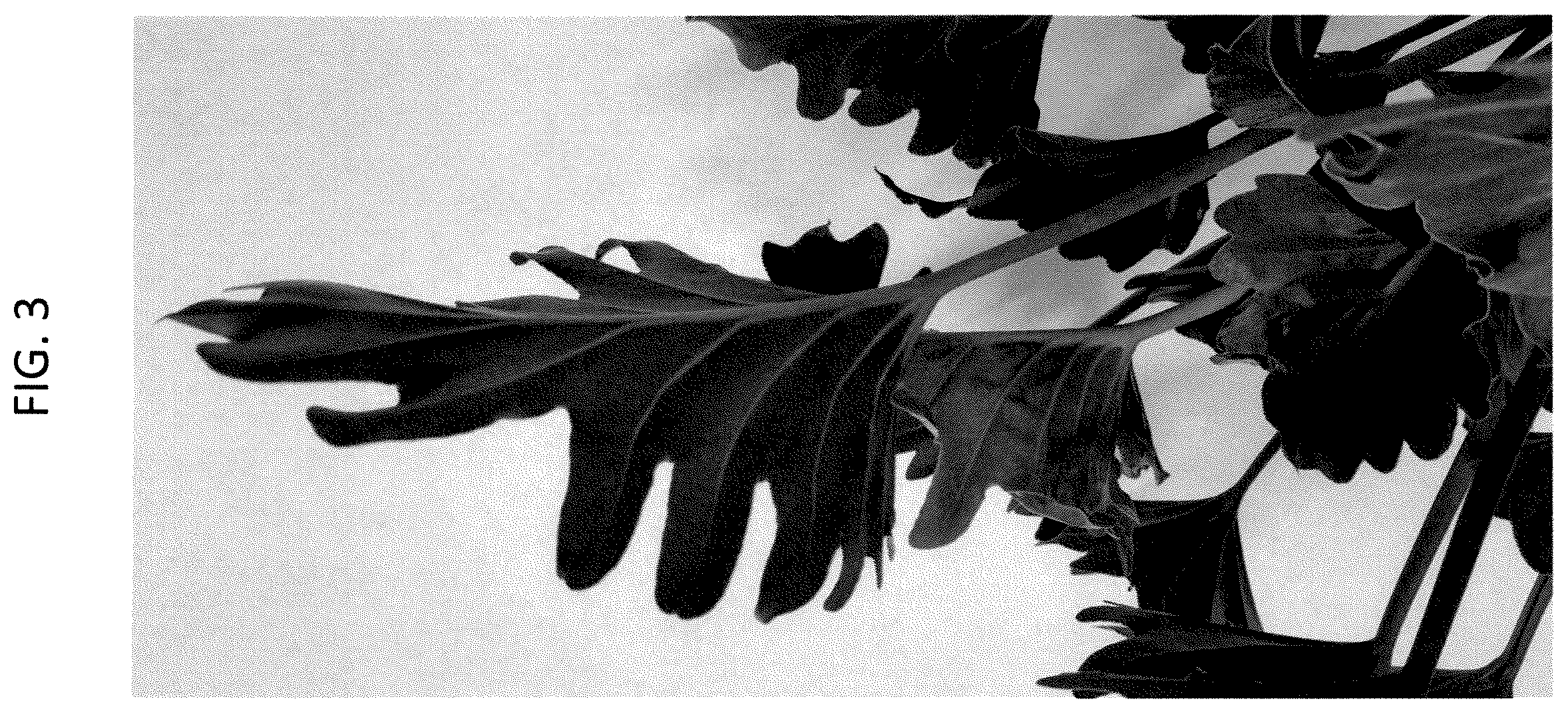 Patent USPP036751 Figure 3 – Philodendron plant named ‘PHELST01’