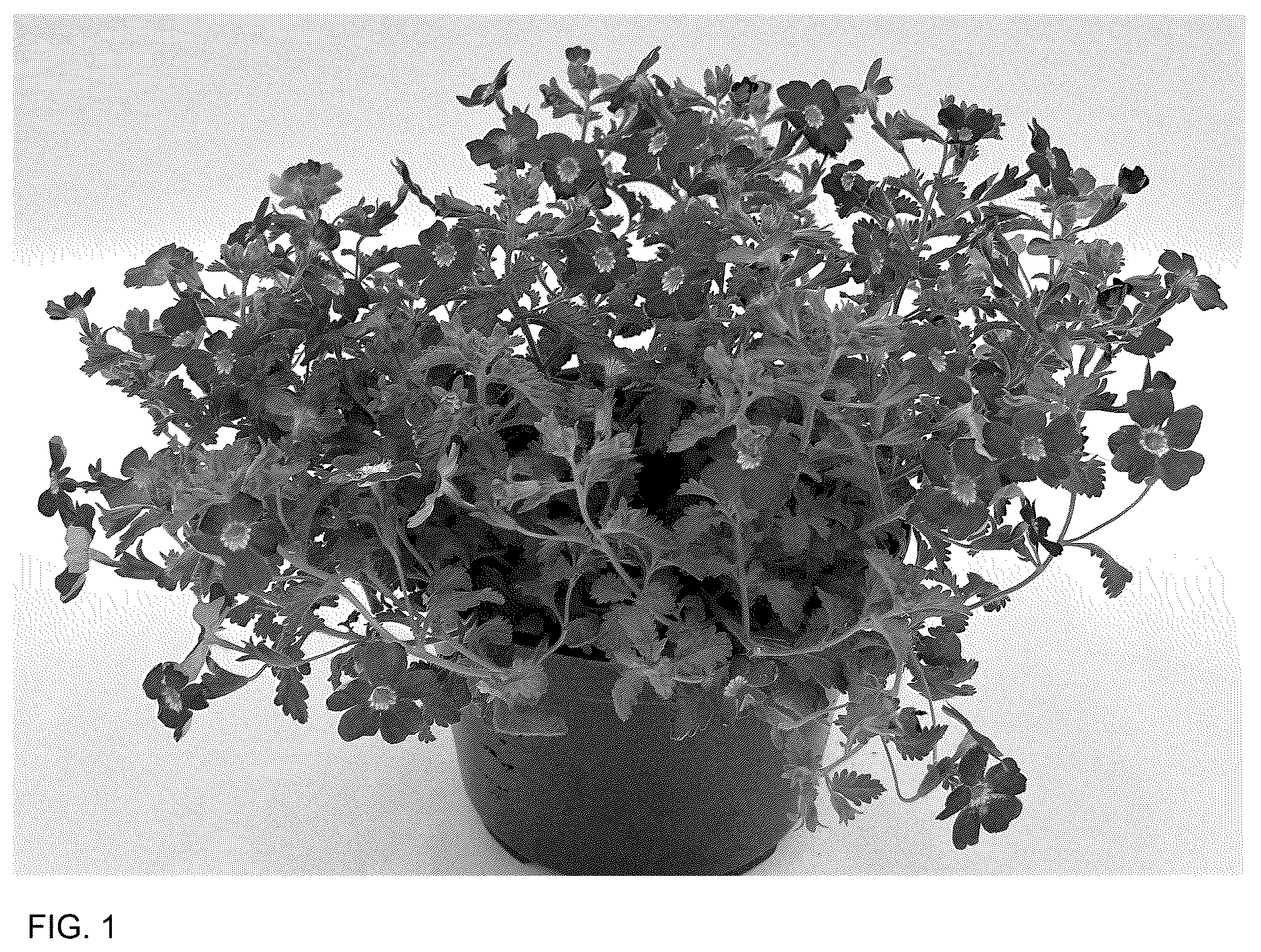 Patent USPP036752 Figure 1 – Jamesbrittenia plant named ‘INJAMLAVFL’