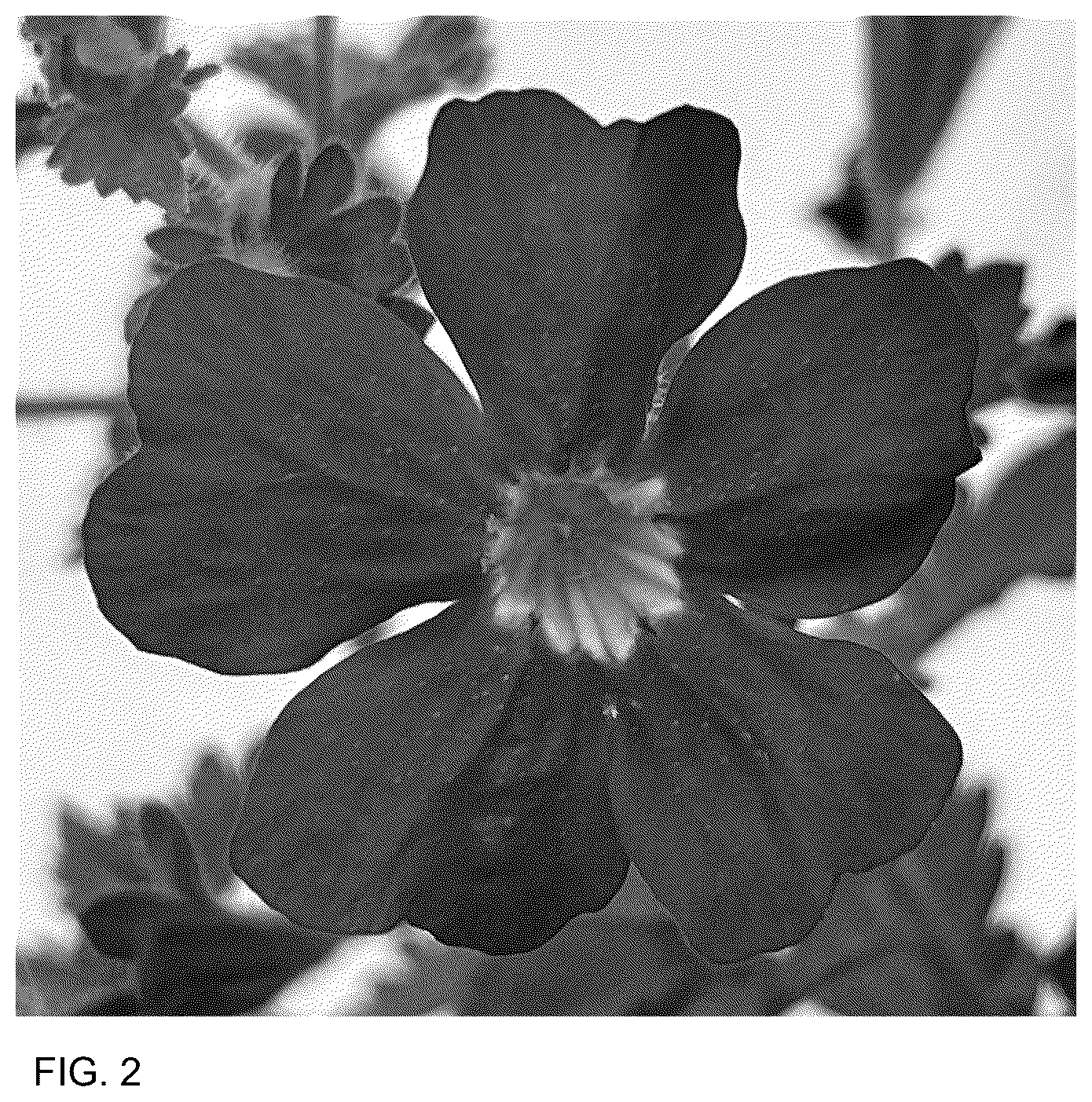 Patent USPP036752 Figure 2 – Jamesbrittenia plant named ‘INJAMLAVFL’