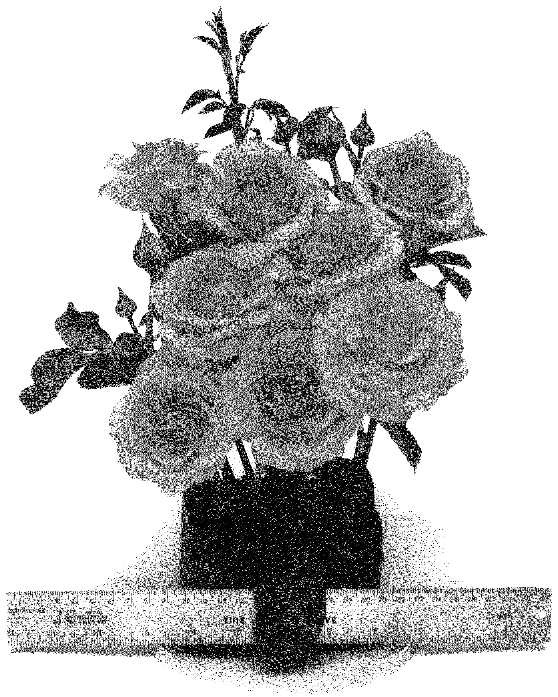 Patent USPP036753 Figure 1 – Floribunda rose plant named ‘WEKaltbeba’