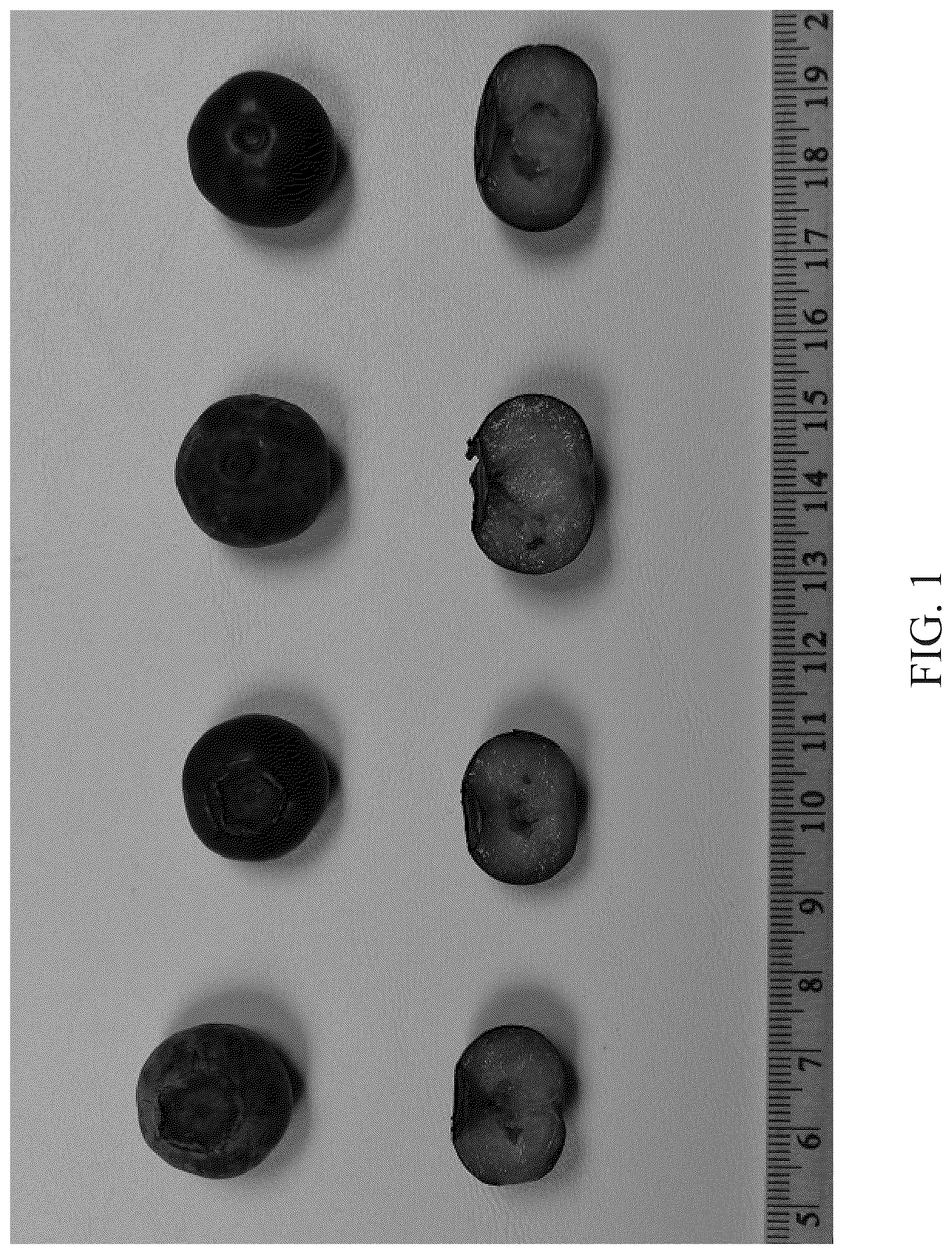 Patent USPP036754 Figure 1 – Blueberry plant named ‘DrisBlueThirtyOne’