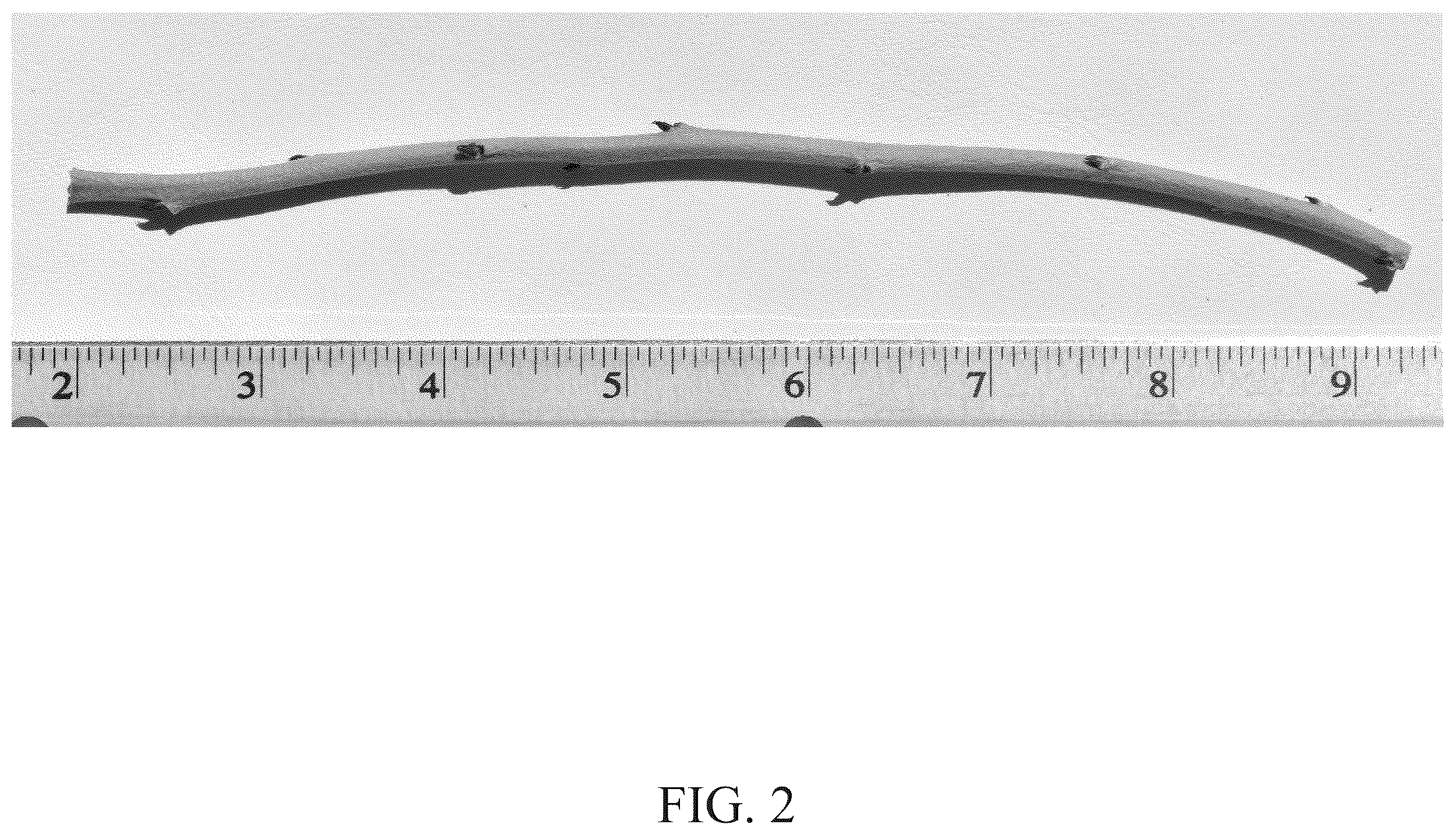 Patent USPP036754 Figure 2 – Blueberry plant named ‘DrisBlueThirtyOne’