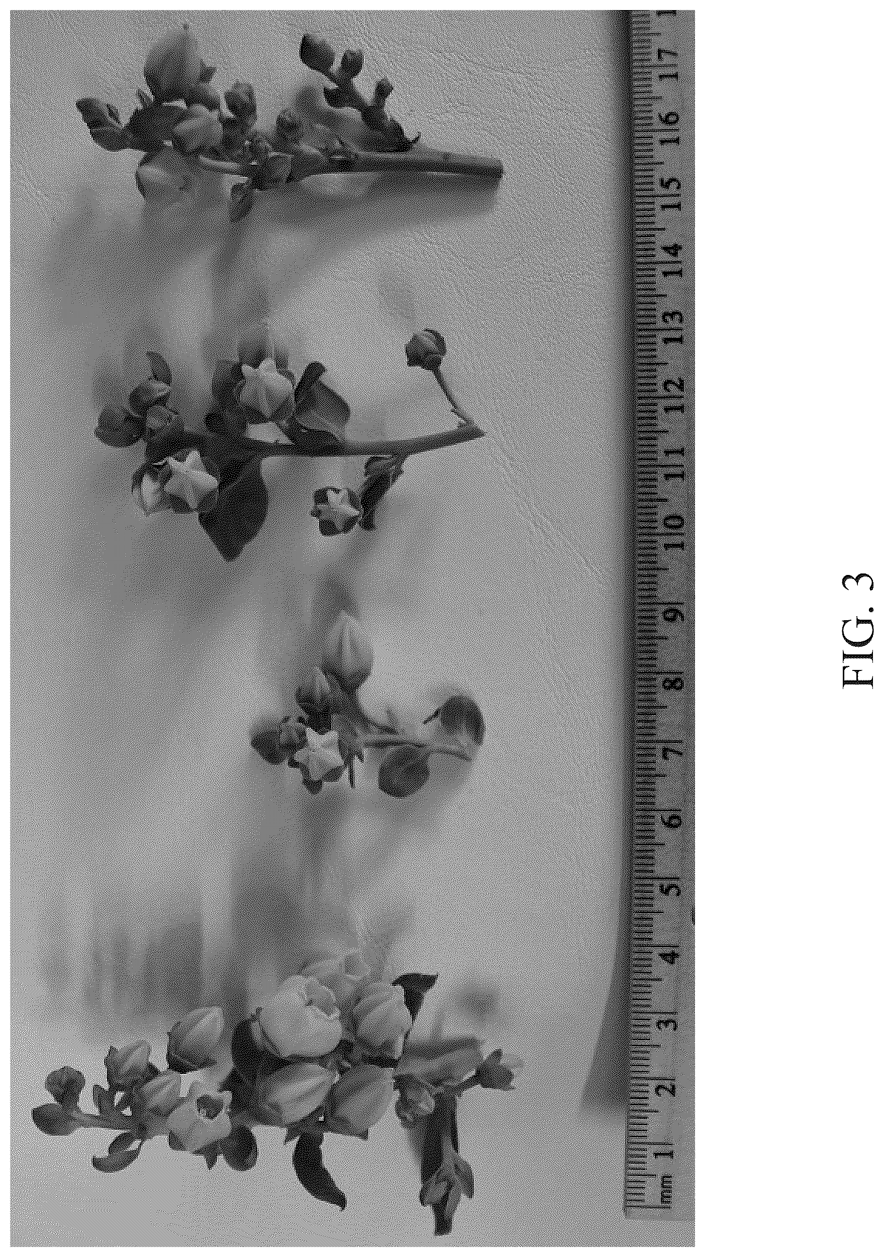 Patent USPP036754 Figure 3 – Blueberry plant named ‘DrisBlueThirtyOne’