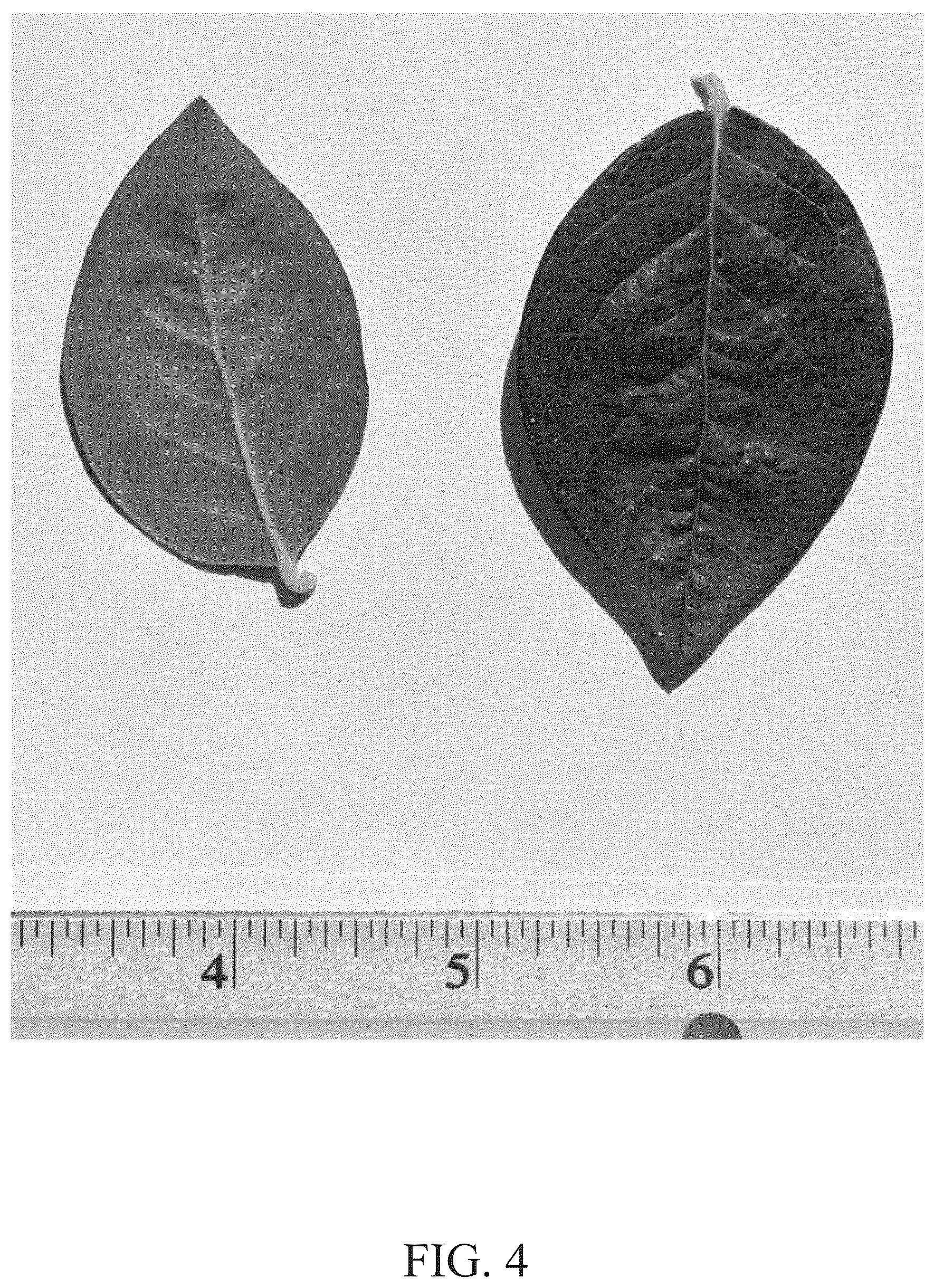 Patent USPP036754 Figure 4 – Blueberry plant named ‘DrisBlueThirtyOne’