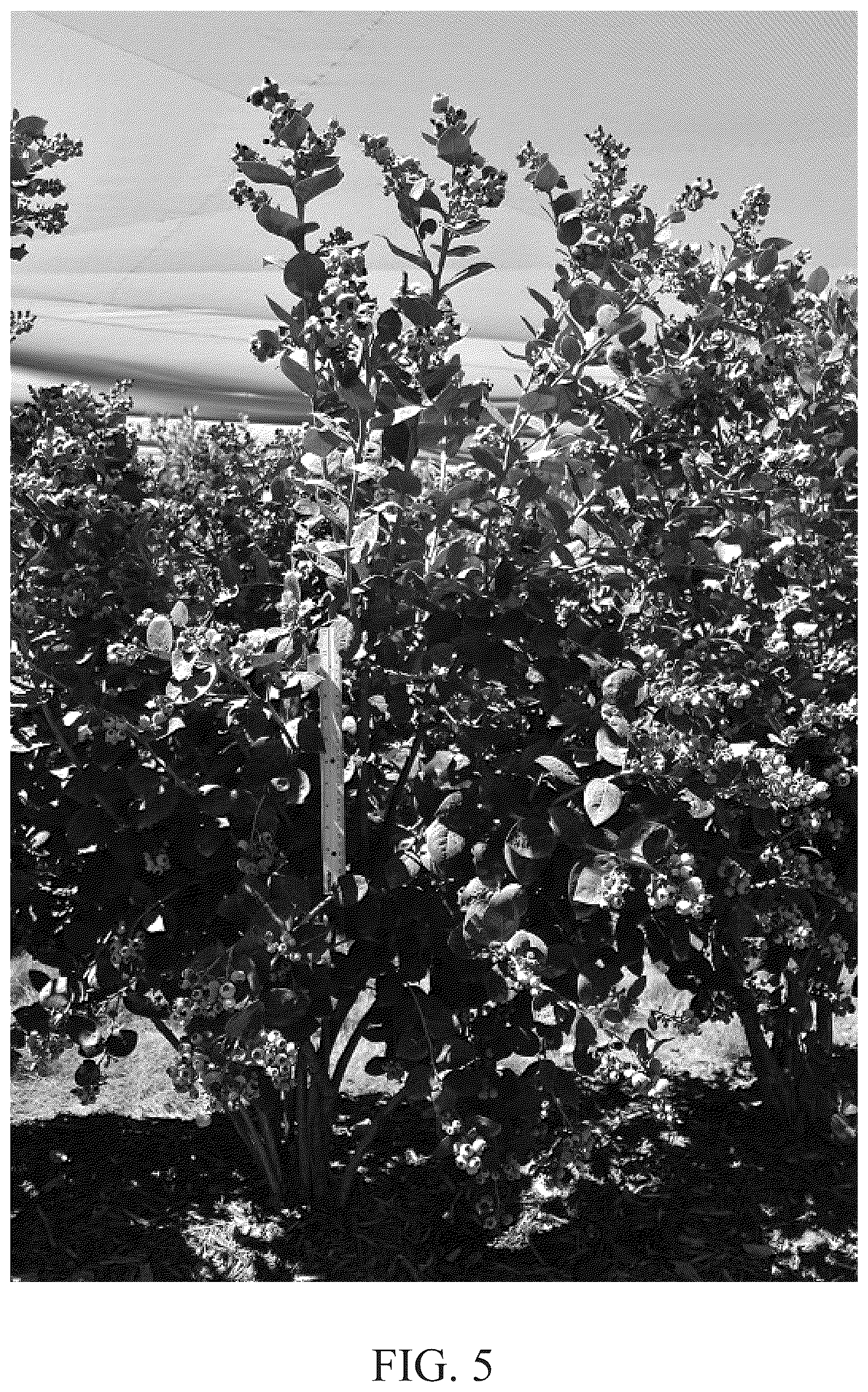 Patent USPP036754 Figure 5 – Blueberry plant named ‘DrisBlueThirtyOne’