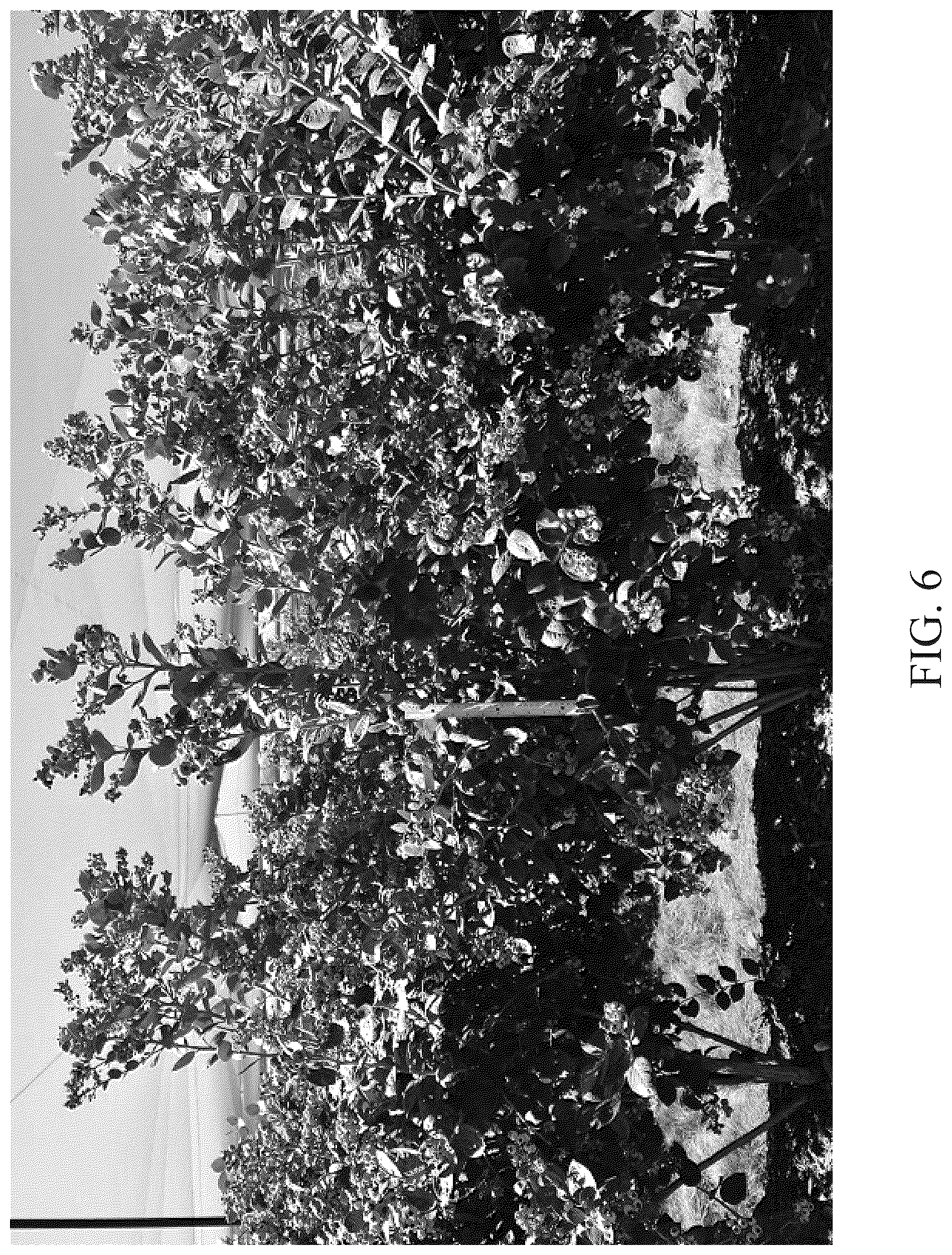 Patent USPP036754 Figure 6 – Blueberry plant named ‘DrisBlueThirtyOne’