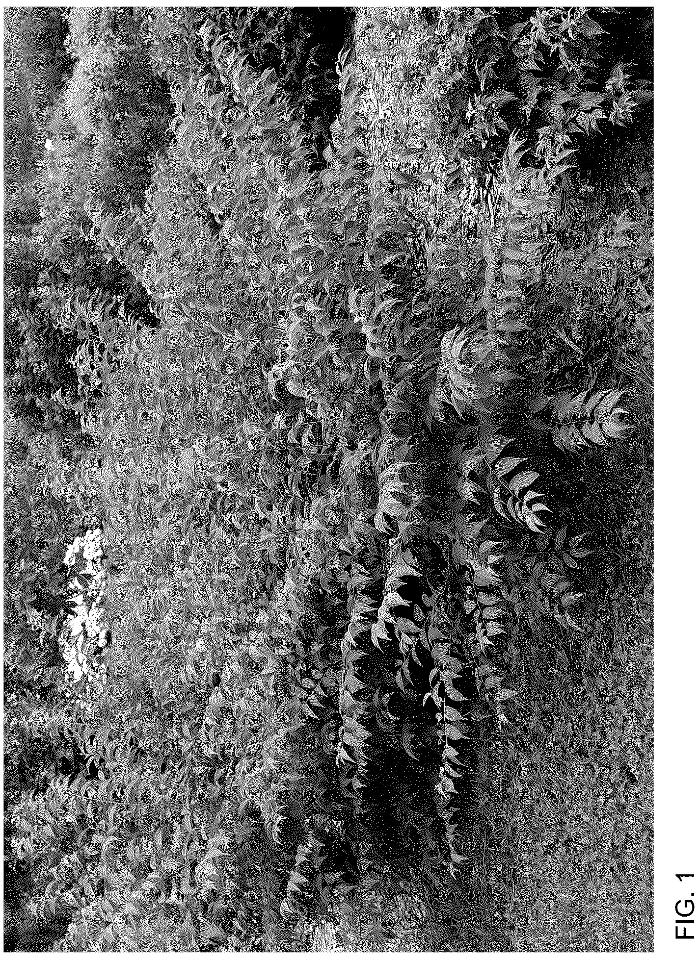 Patent USPP036755 Figure 1 – Prunus plant named ‘SMNPJL’