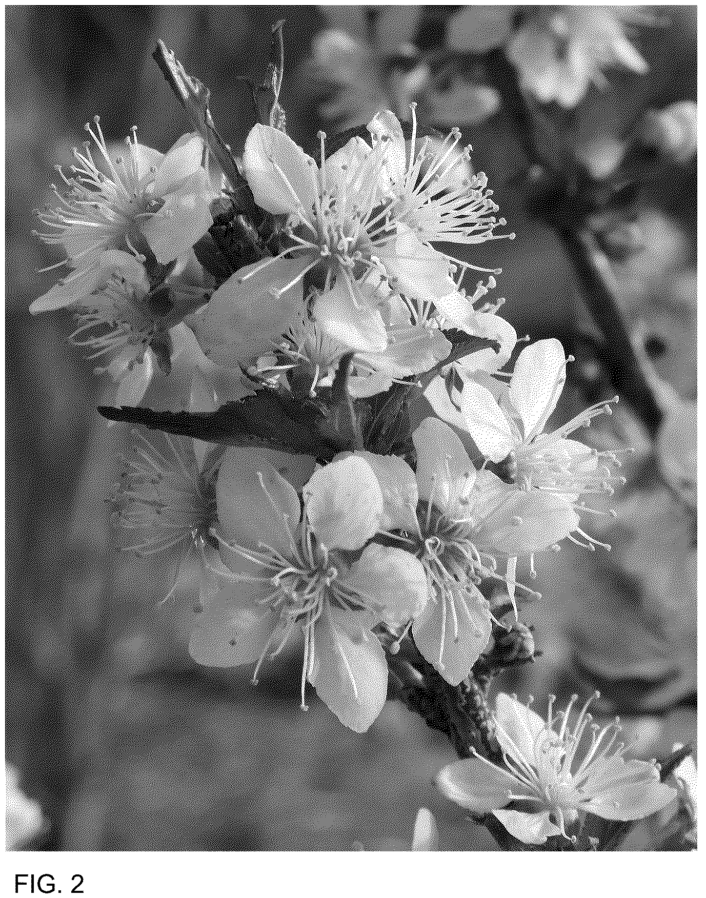 Patent USPP036755 Figure 2 – Prunus plant named ‘SMNPJL’