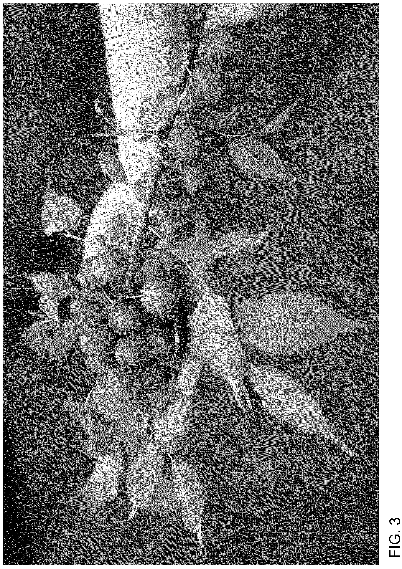 Patent USPP036755 Figure 3 – Prunus plant named ‘SMNPJL’