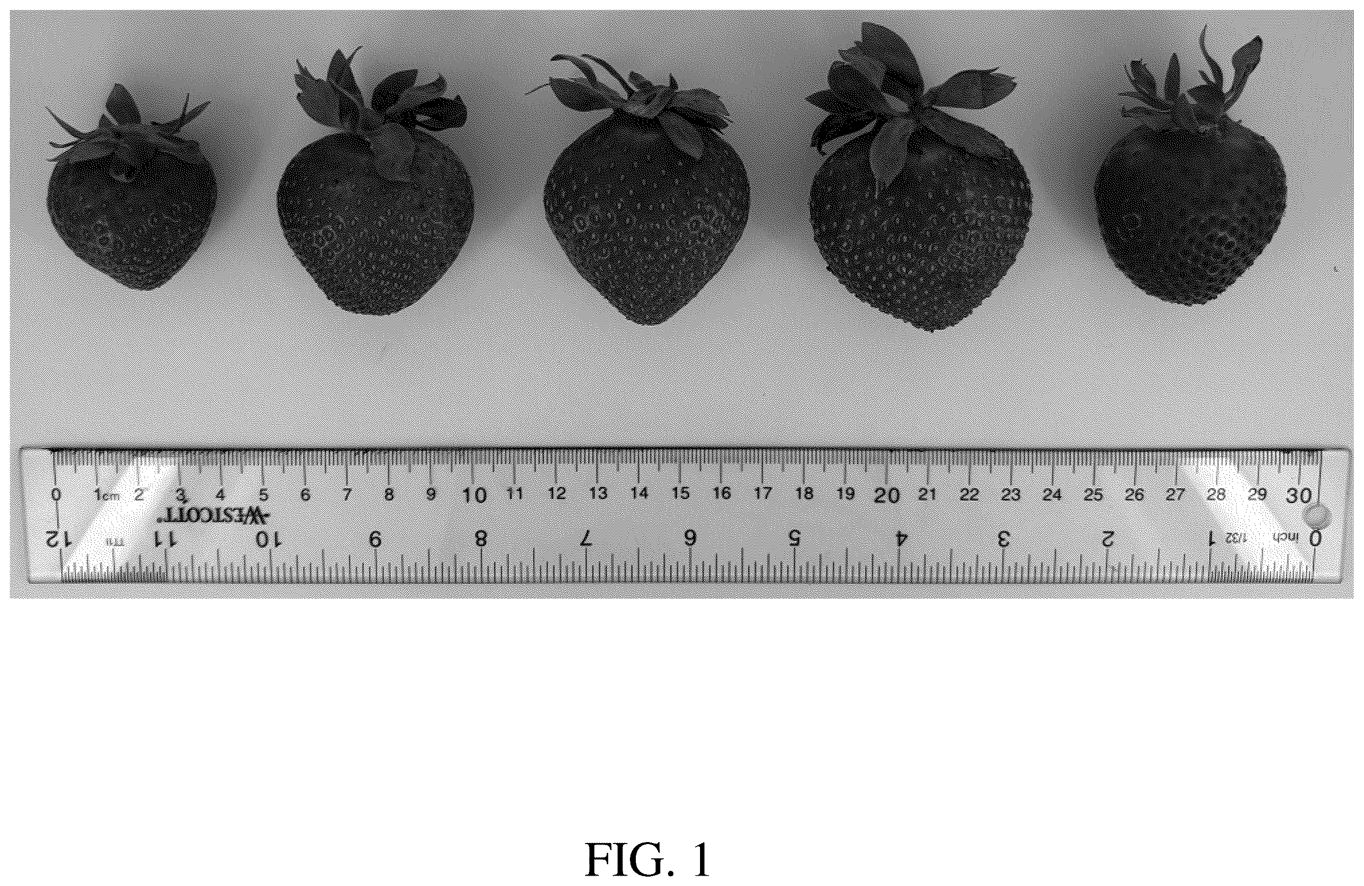 Patent USPP036756 Figure 1 – Strawberry plant named ‘DrisStrawOneHundredTen’