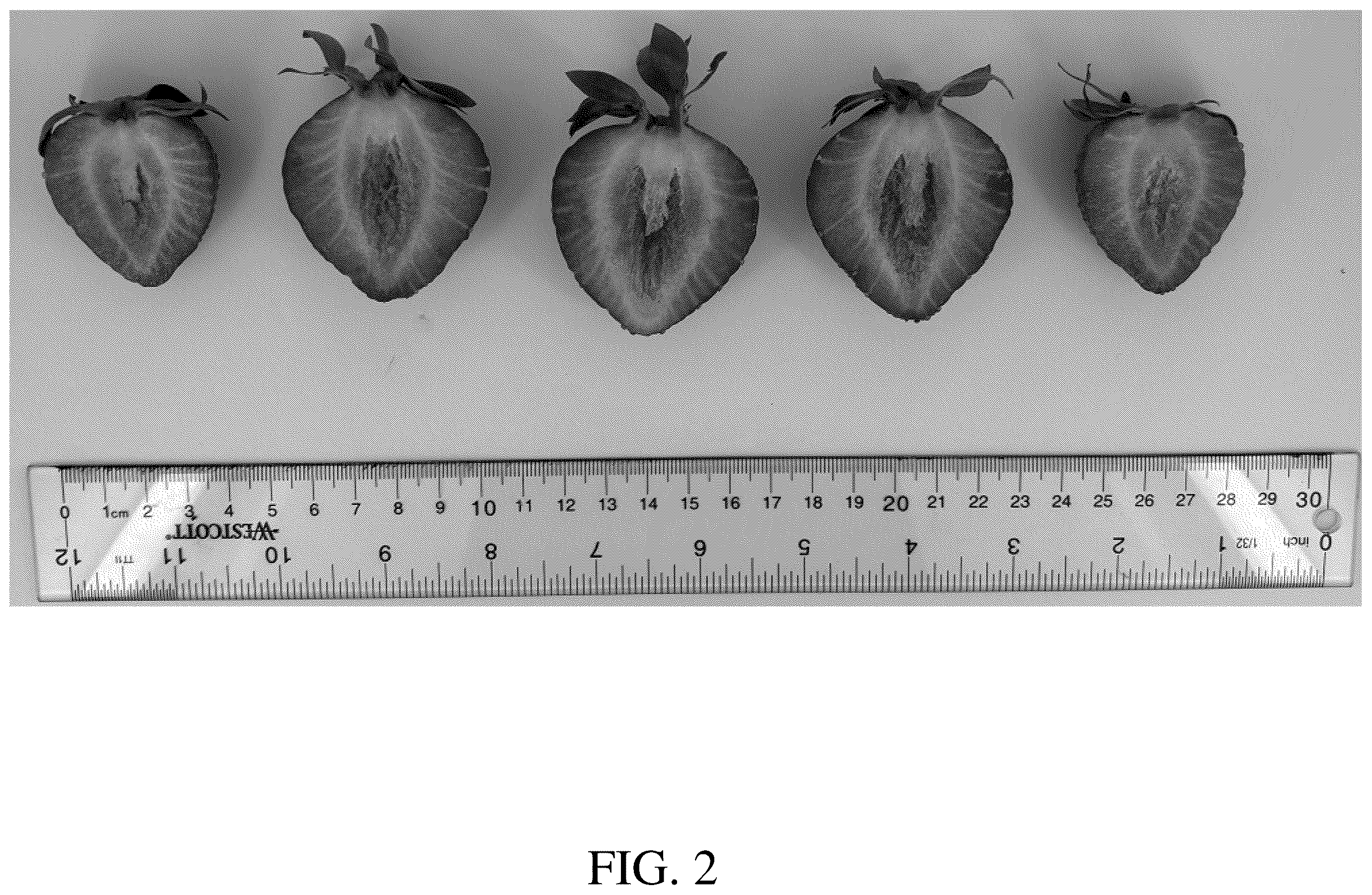 Patent USPP036756 Figure 2 – Strawberry plant named ‘DrisStrawOneHundredTen’