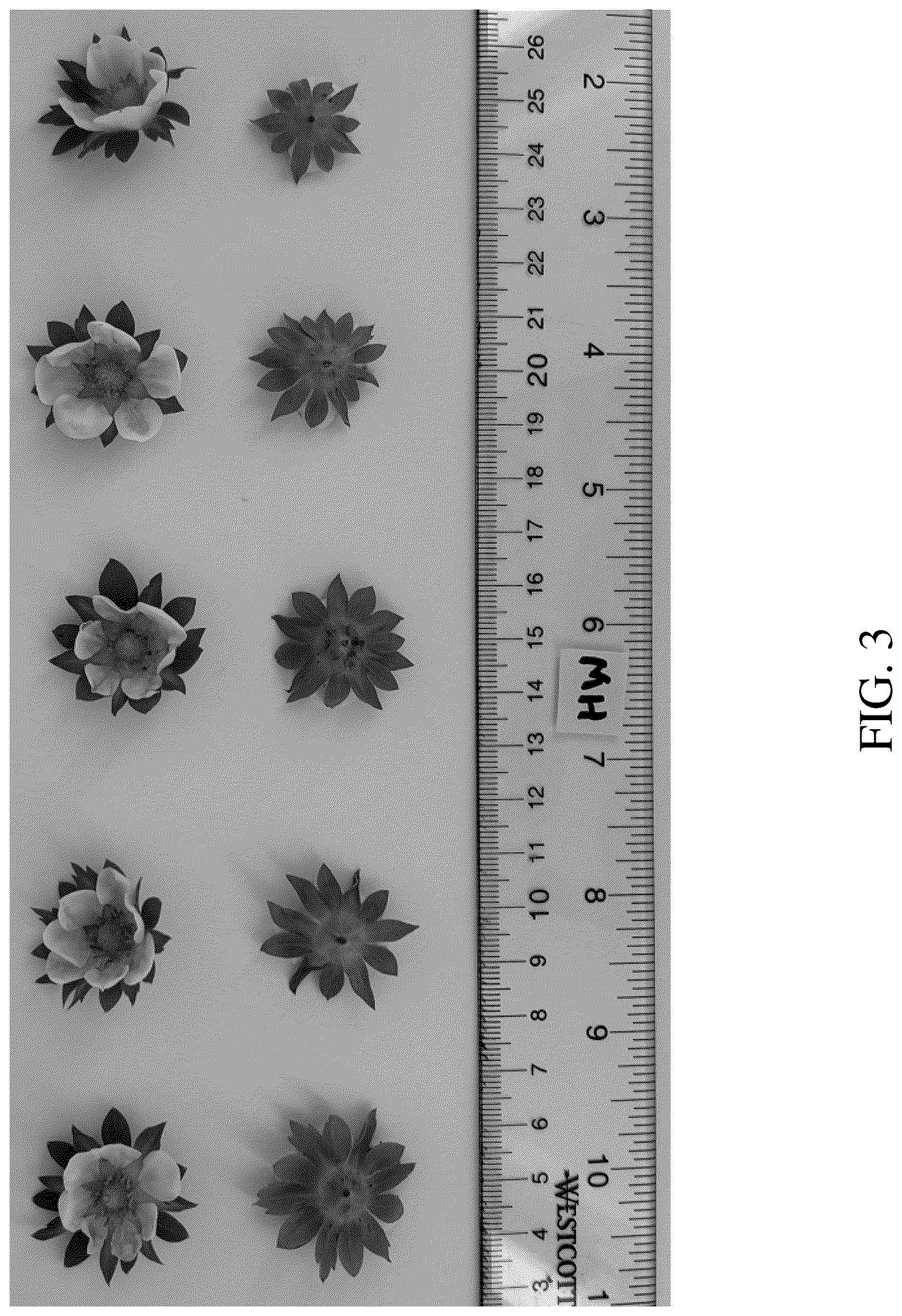 Patent USPP036756 Figure 3 – Strawberry plant named ‘DrisStrawOneHundredTen’
