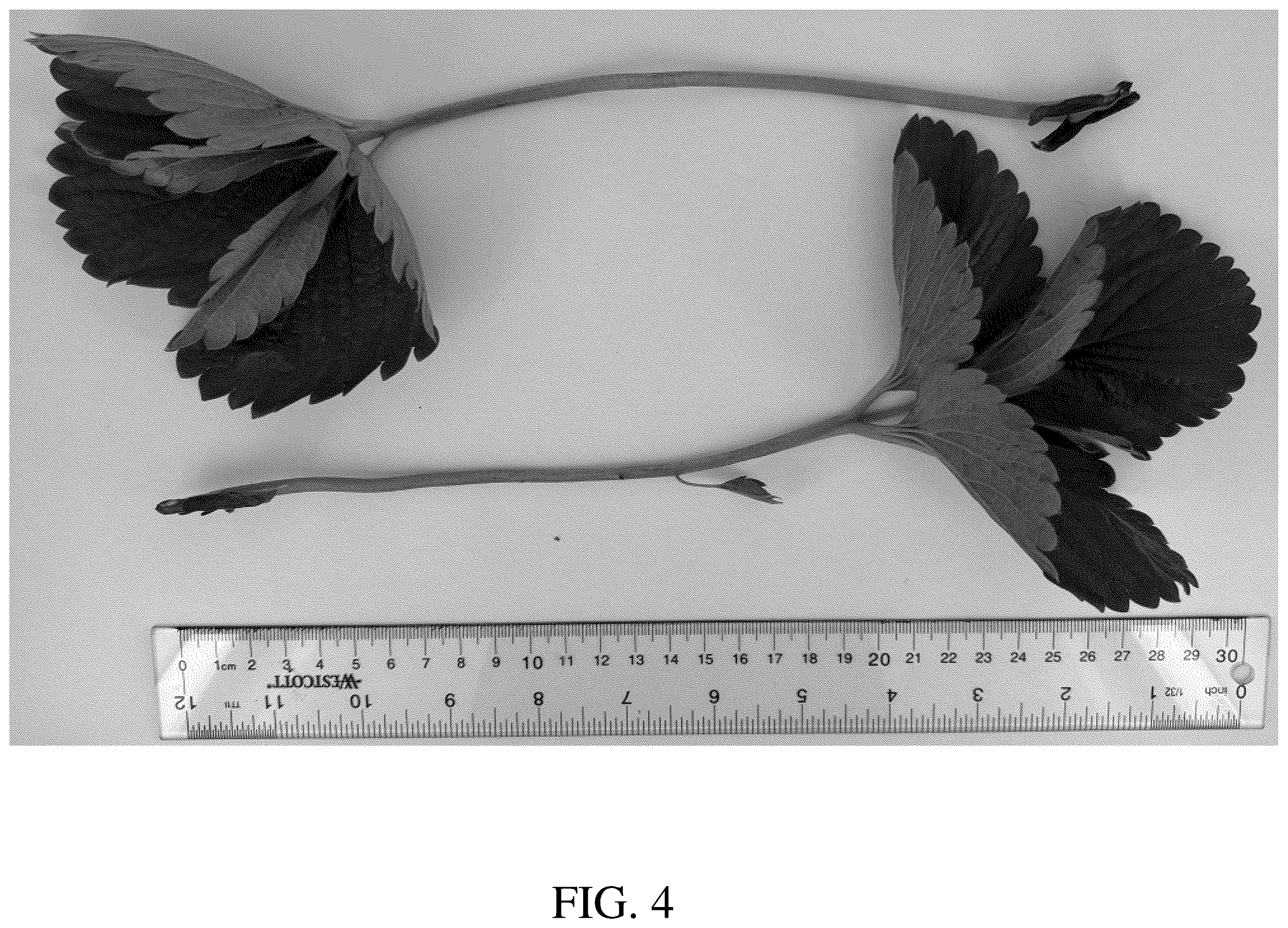 Patent USPP036756 Figure 4 – Strawberry plant named ‘DrisStrawOneHundredTen’