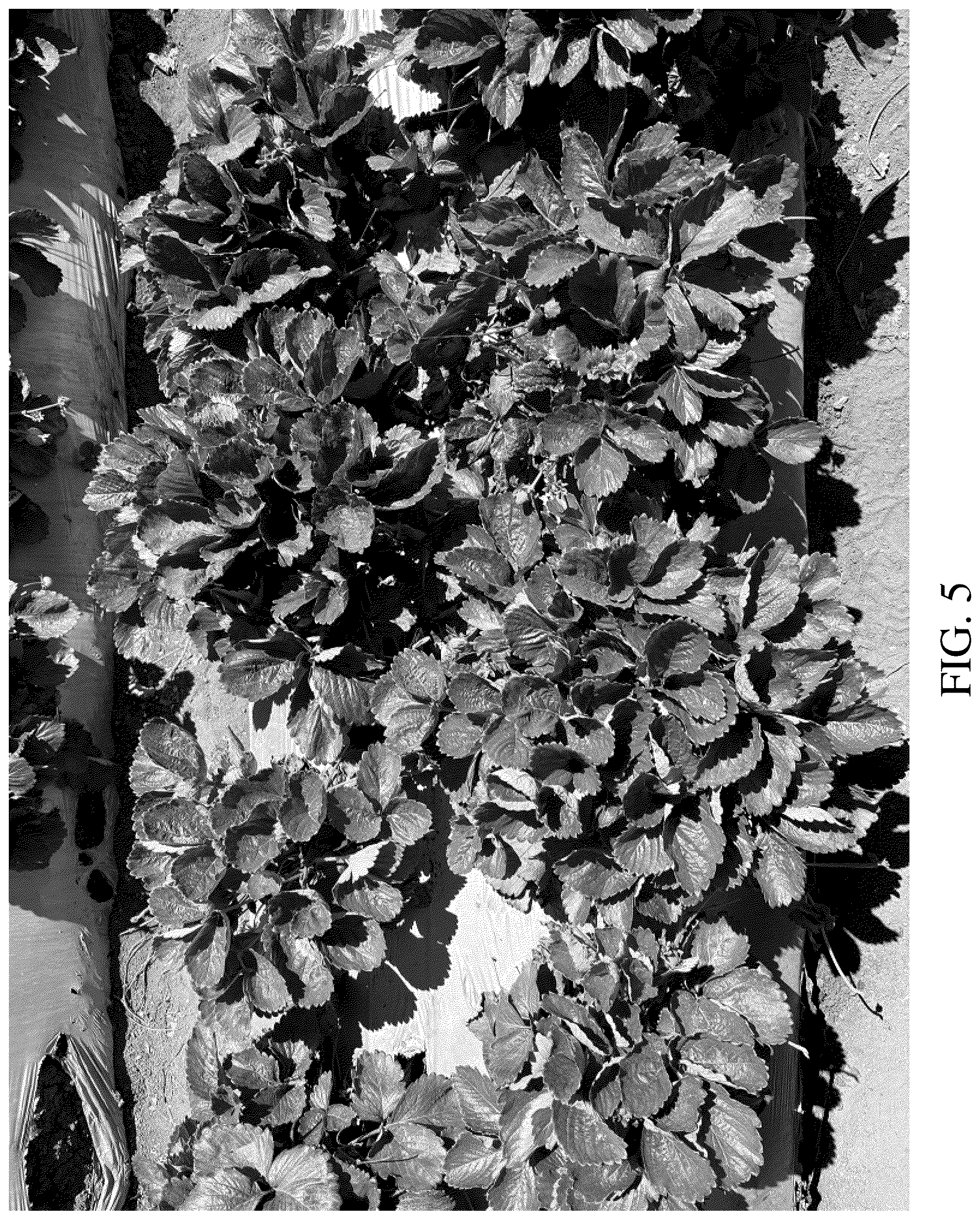 Patent USPP036756 Figure 5 – Strawberry plant named ‘DrisStrawOneHundredTen’
