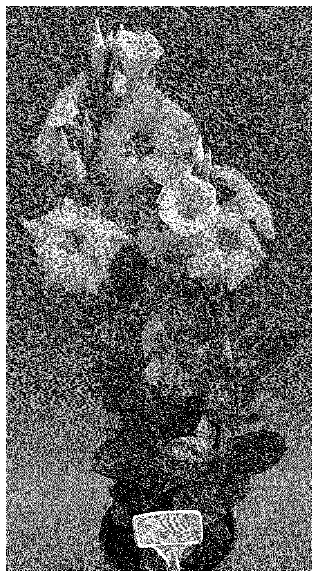 Patent USPP036757 Figure 1 – Mandevilla plant named ‘TVMD1141’