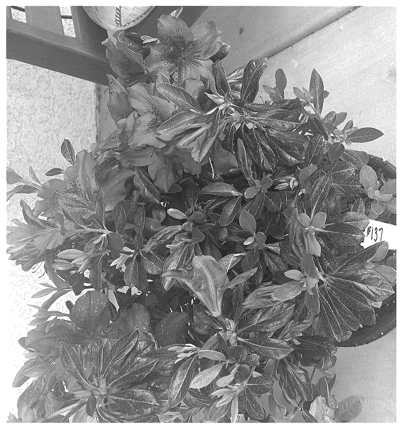 Patent USPP036758 Figure 1 – Rhododendron plant named ‘ROBLEZN’