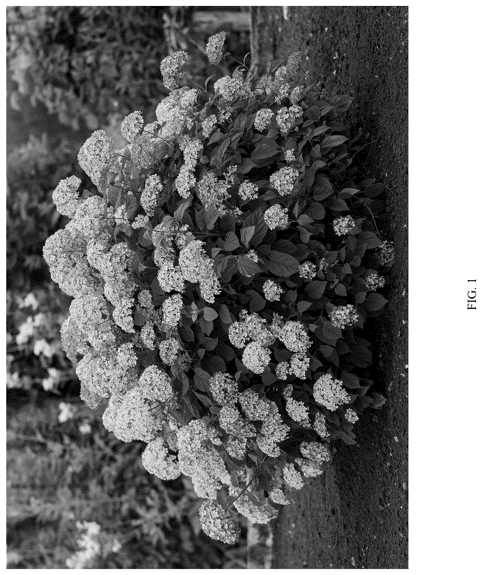 Patent USPP036759 Figure 1 – Hydrangea plant named ‘LC NO22’
