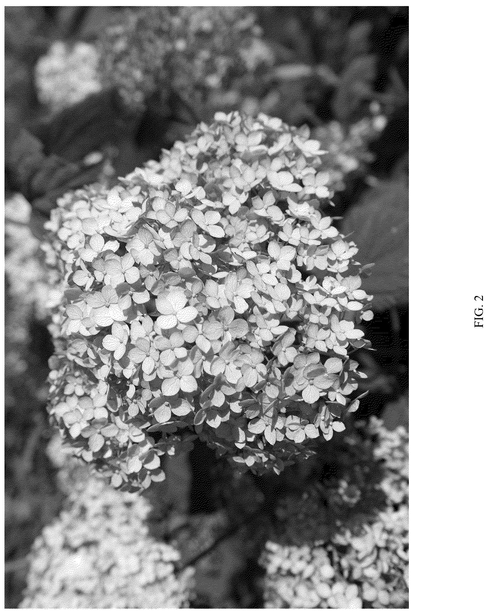 Patent USPP036759 Figure 2 – Hydrangea plant named ‘LC NO22’