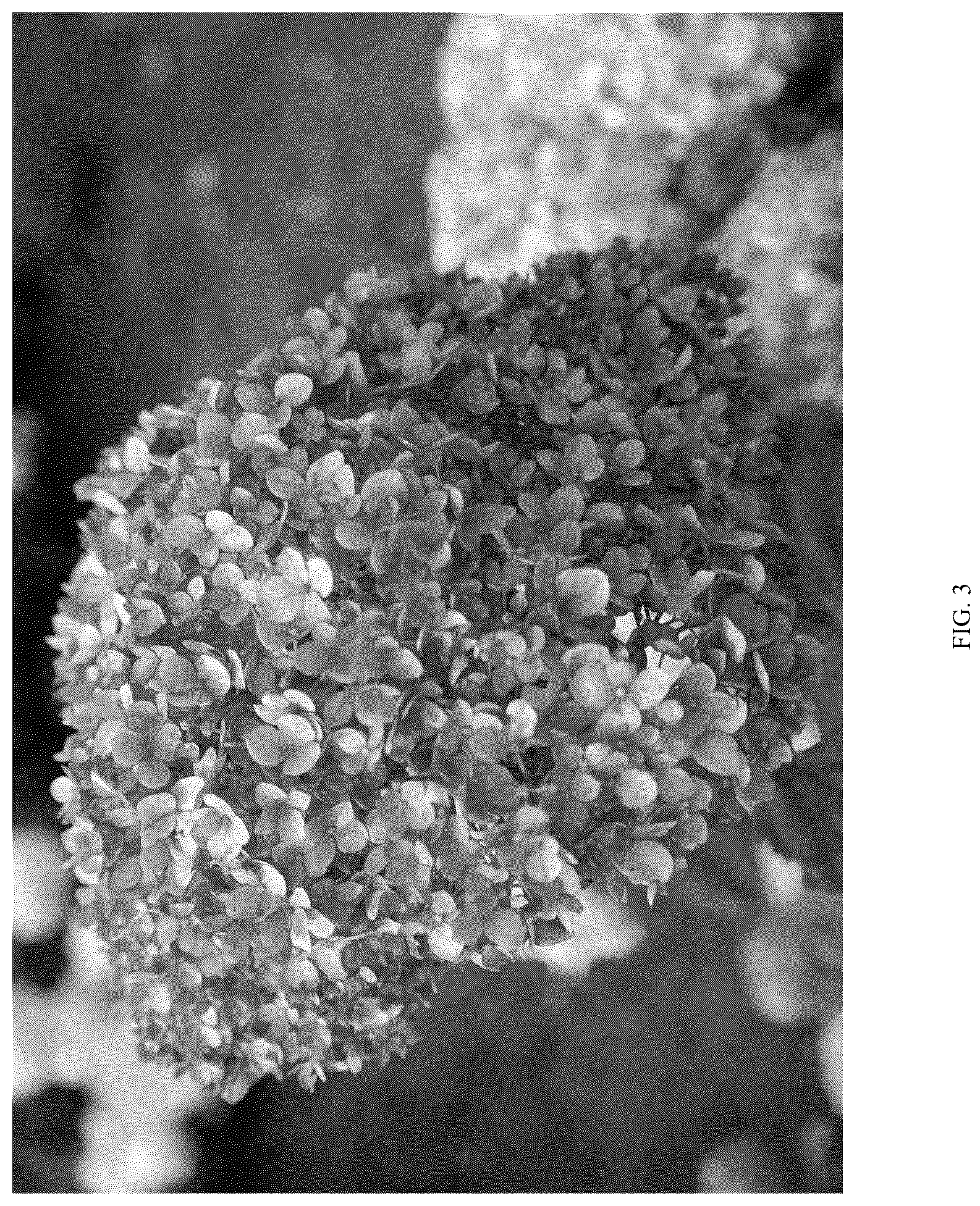 Patent USPP036759 Figure 3 – Hydrangea plant named ‘LC NO22’