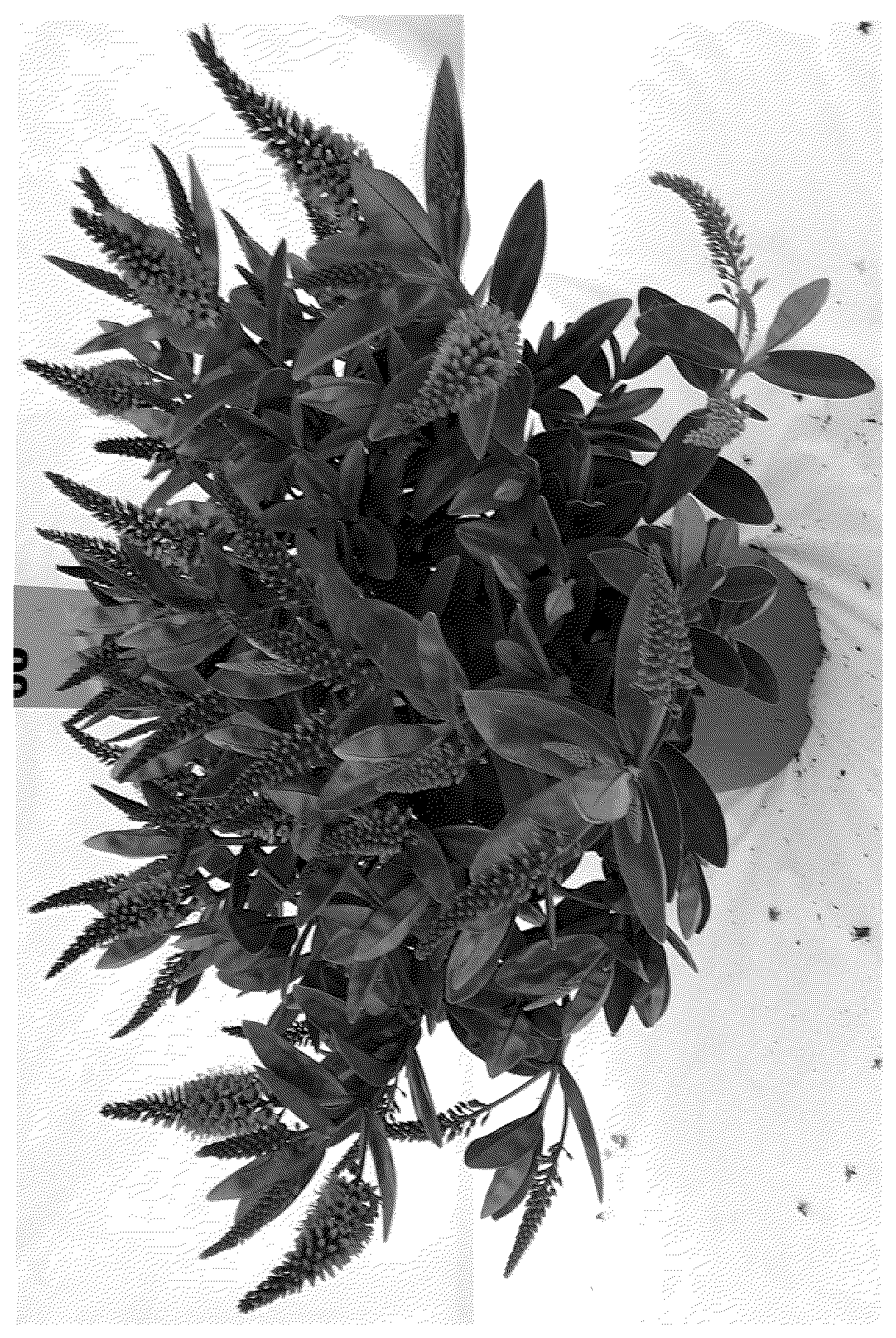 Patent USPP036760 Figure 1 – Hebe plant named ‘HOP107’