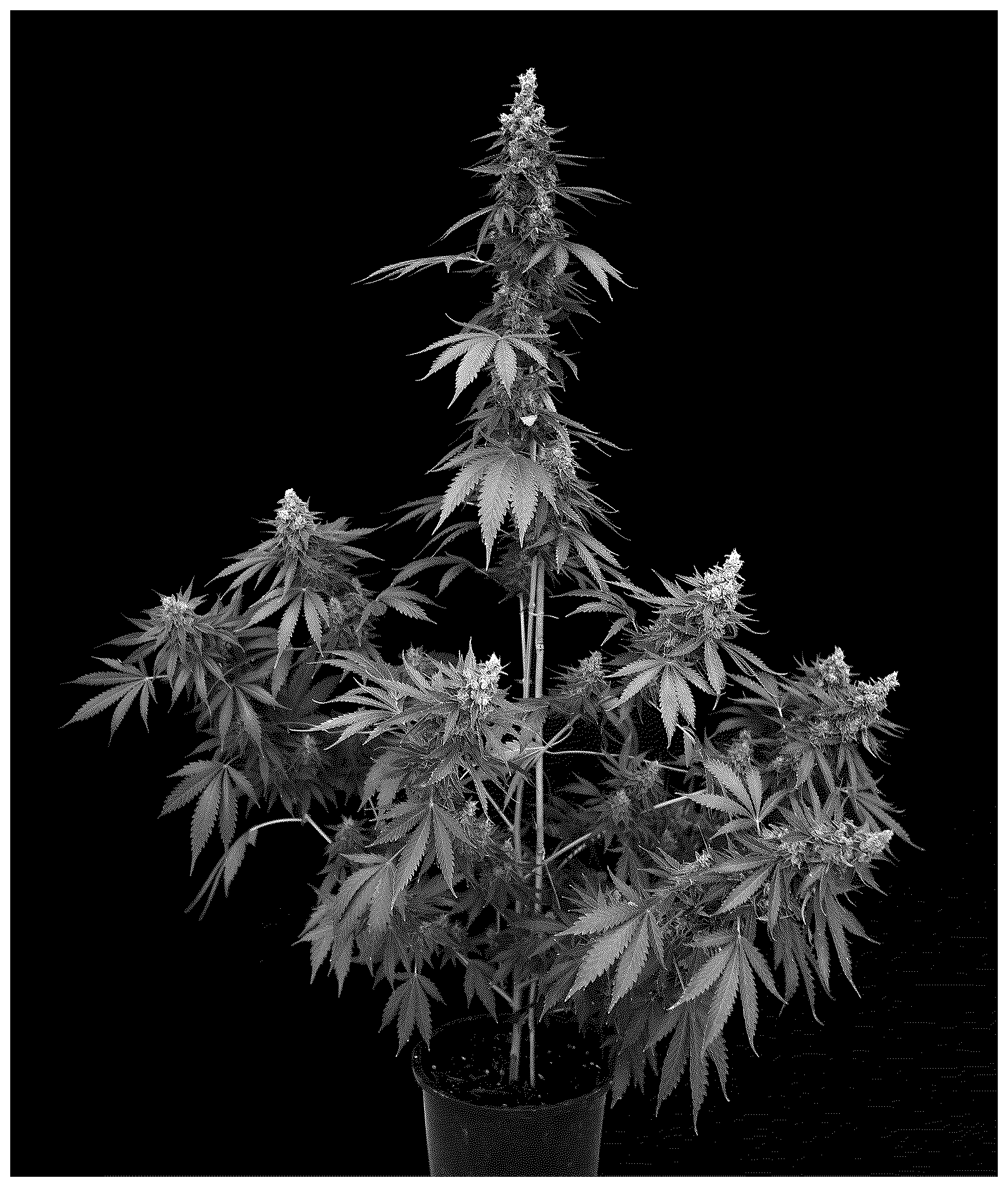 Patent USPP036761 Figure 1 – Cannabis plant named ‘PTC8506V’