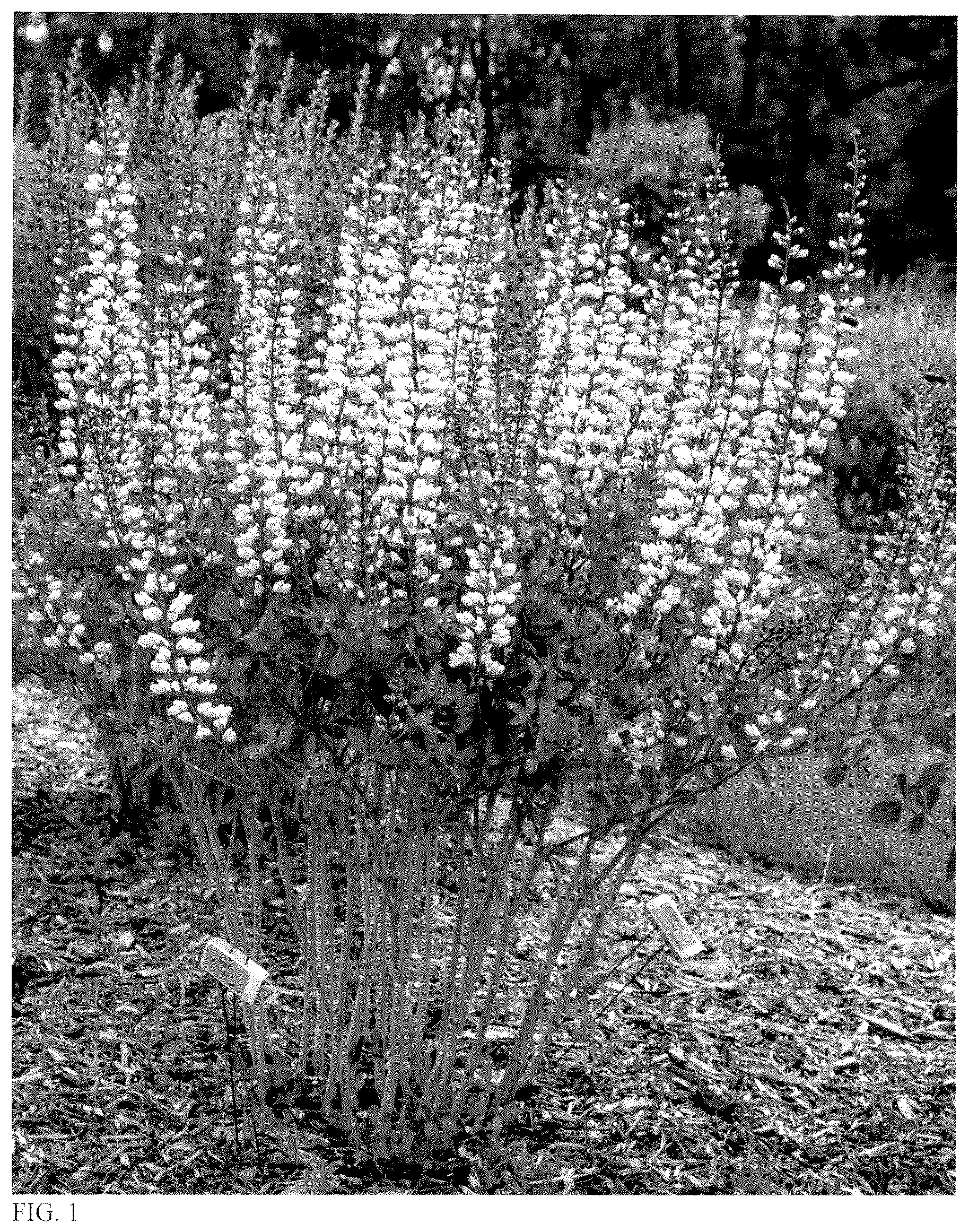 Patent USPP036762 Figure 1 – Baptisia plant named ‘Vanilla Cream II’