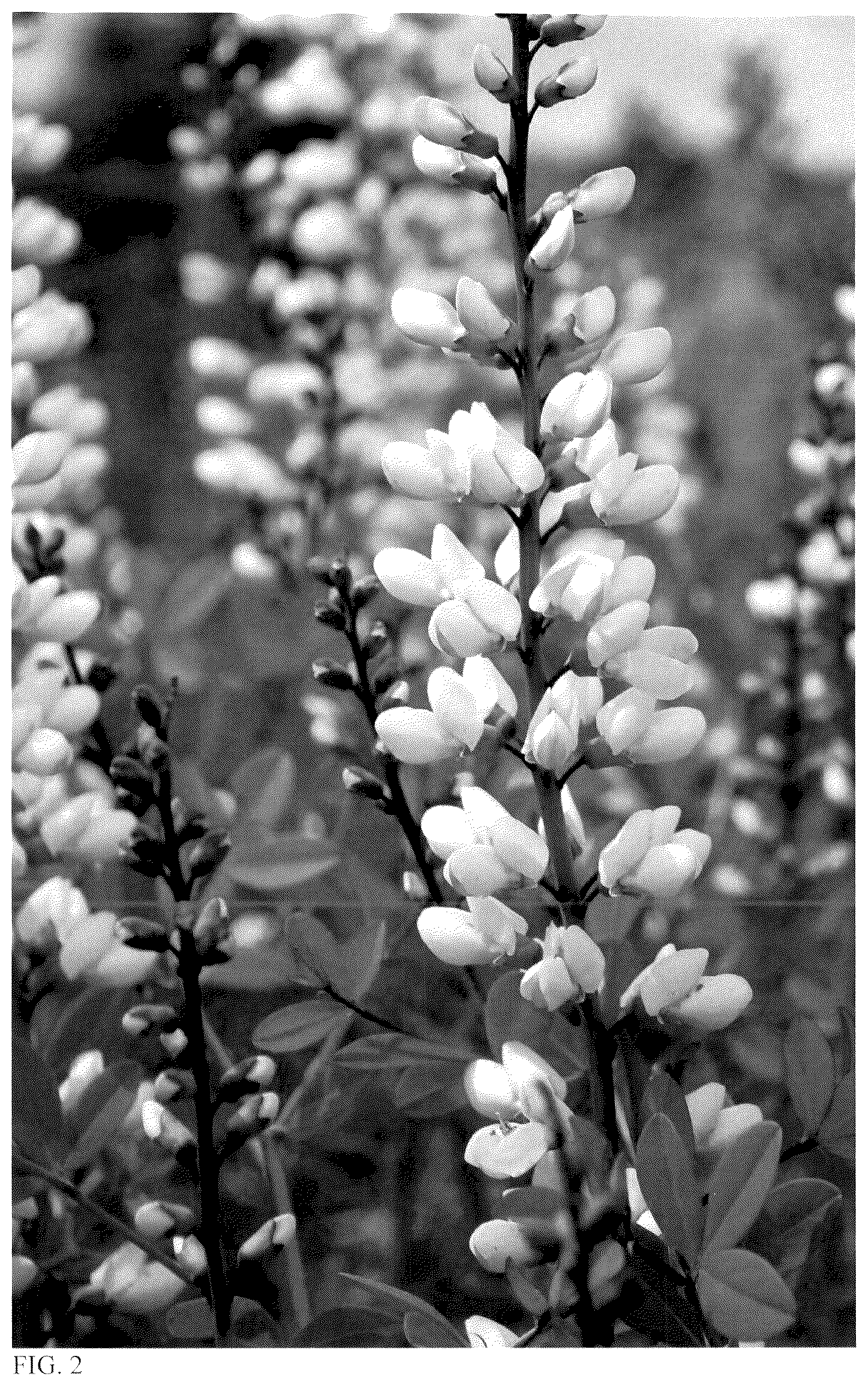 Patent USPP036762 Figure 2 – Baptisia plant named ‘Vanilla Cream II’