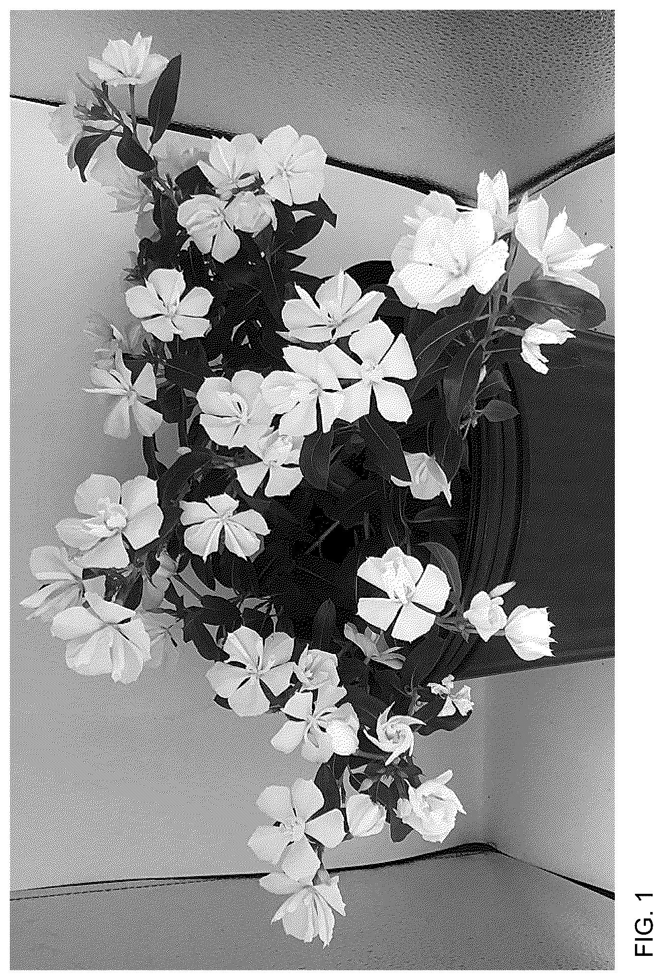 Patent USPP036763 Figure 1 – Catharanthus plant named ‘Suncath 801’
