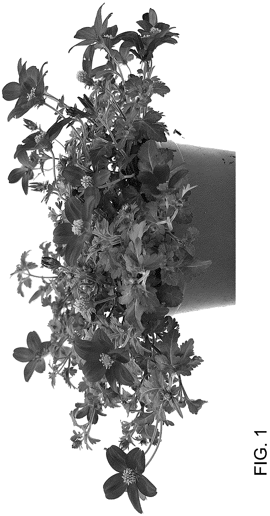 Patent USPP036764 Figure 1 – Bidens plant named ‘DPWBIDCAPR’