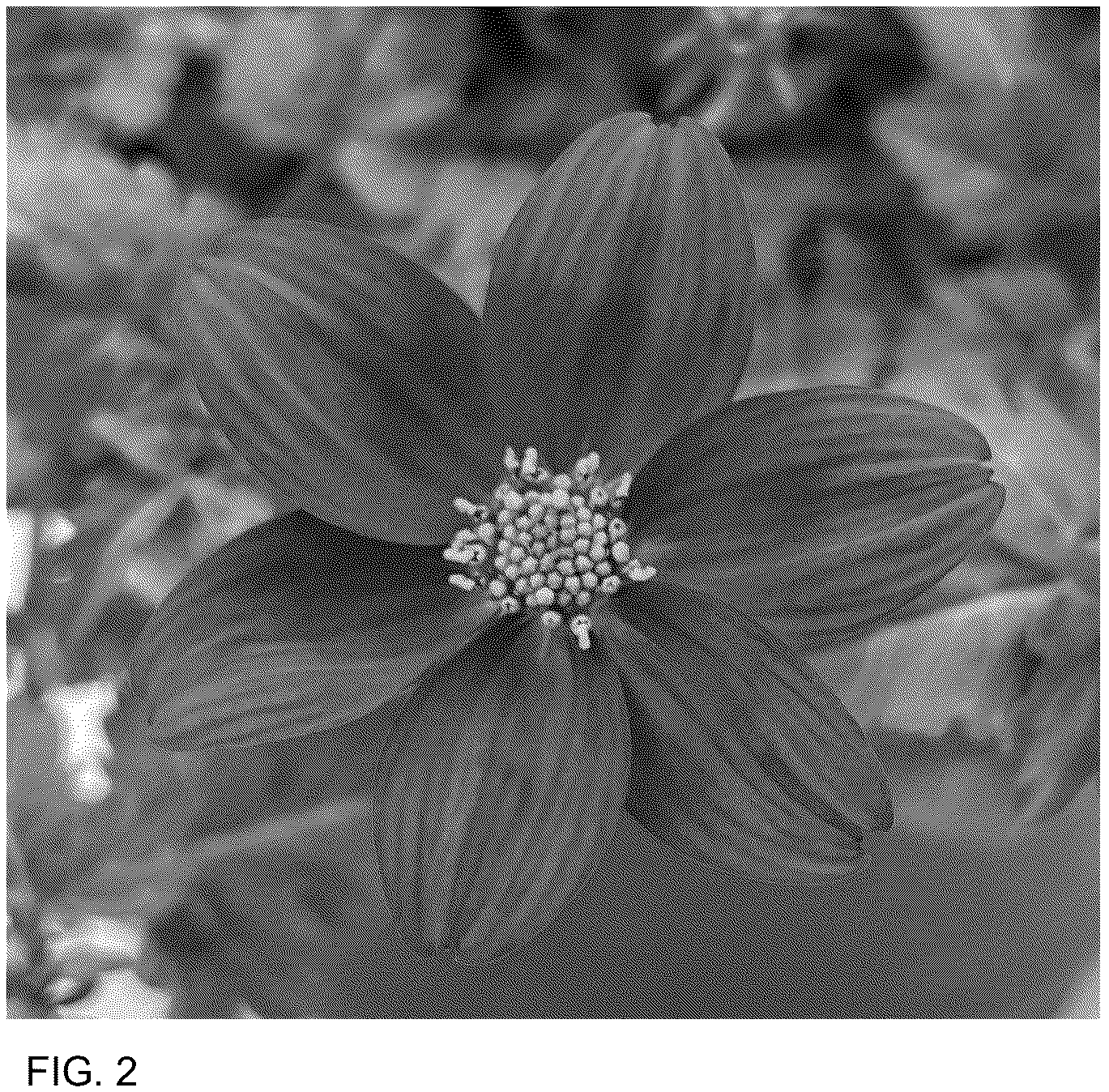 Patent USPP036764 Figure 2 – Bidens plant named ‘DPWBIDCAPR’