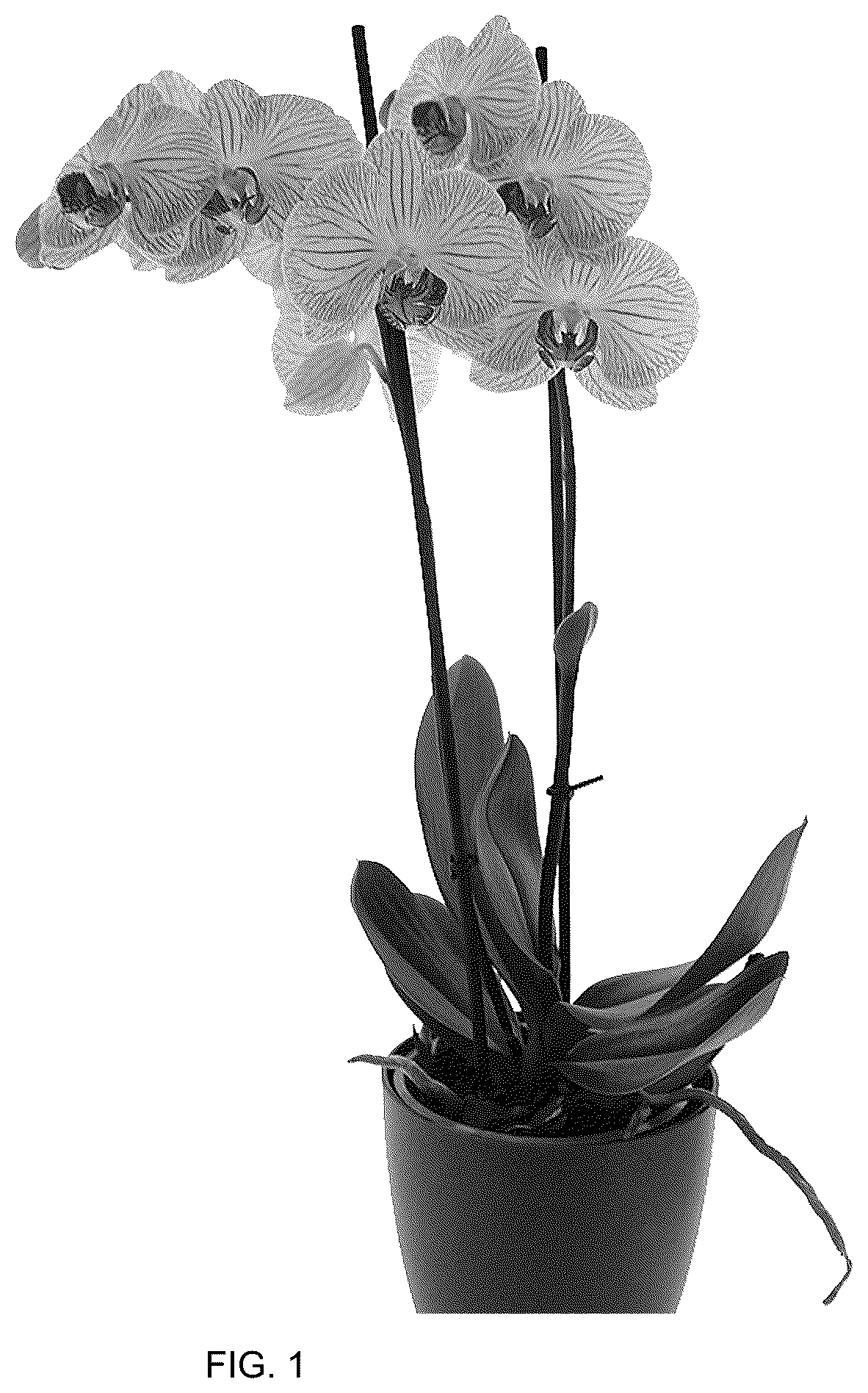 Patent USPP036765 Figure 1 – Phalaenopsis plant named ‘Ceremony’