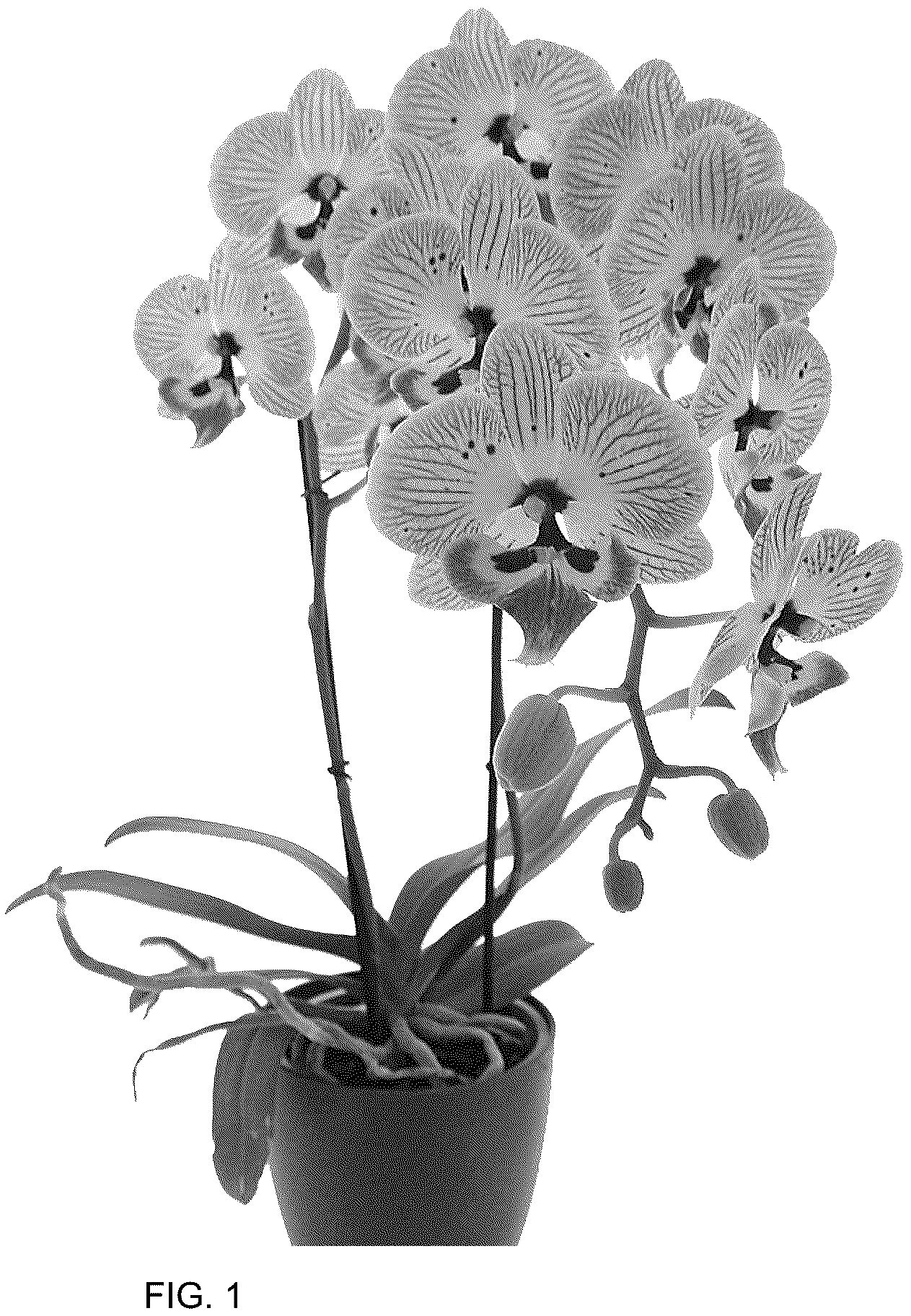 Patent USPP036766 Figure 1 – Phalaenopsis plant named ‘Storyline’
