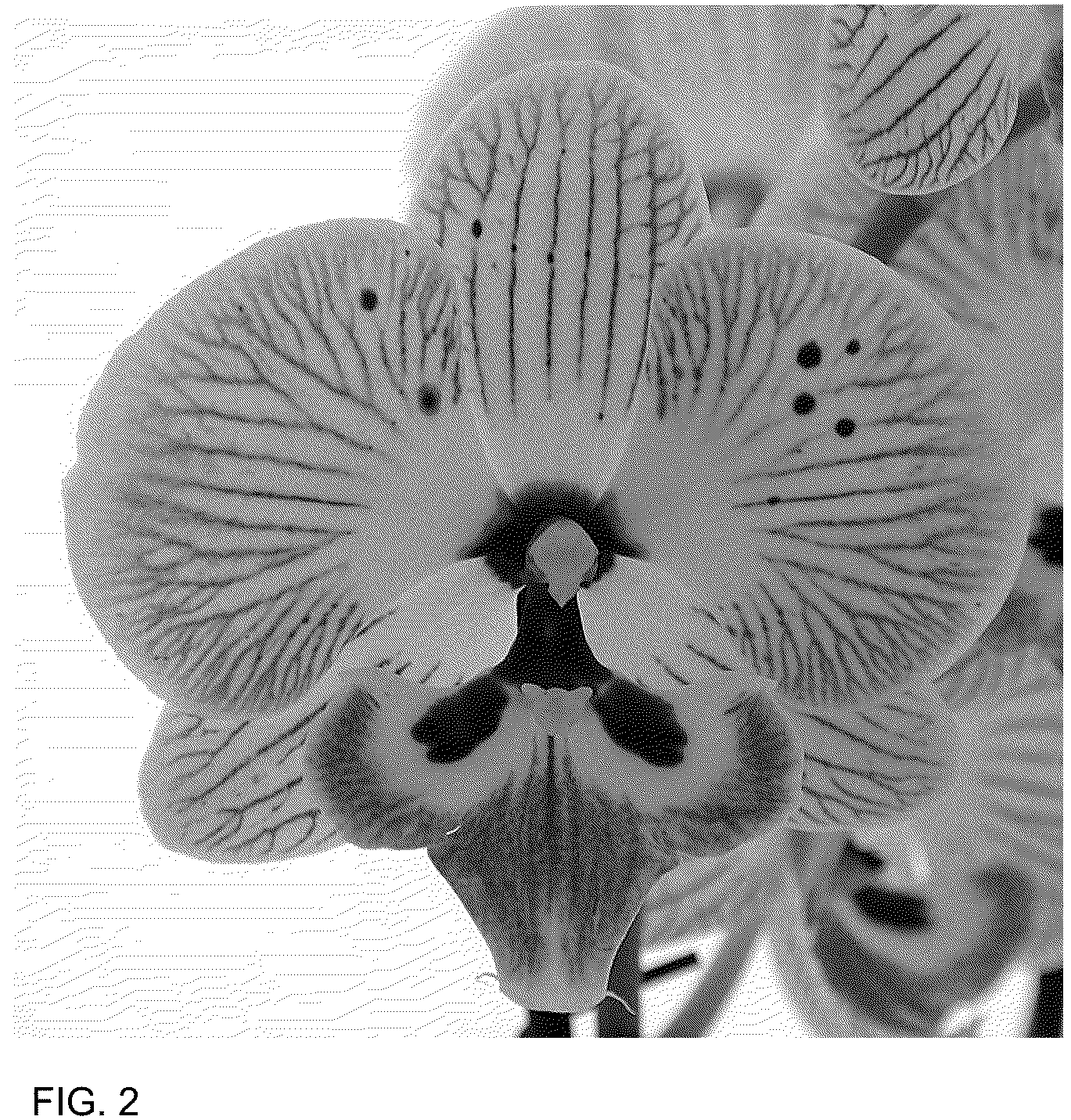 Patent USPP036766 Figure 2 – Phalaenopsis plant named ‘Storyline’
