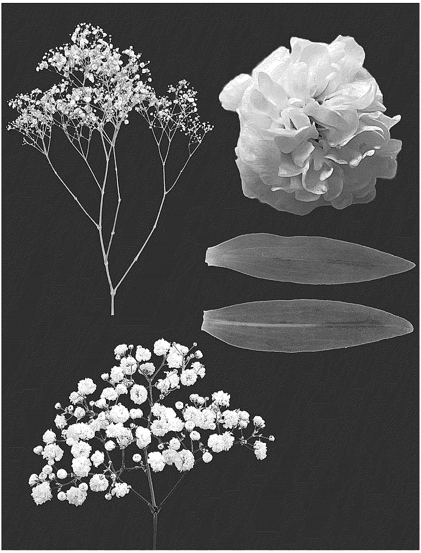 Patent USPP036767 Figure 1 – Gypsophila plant named ‘ESM G052’