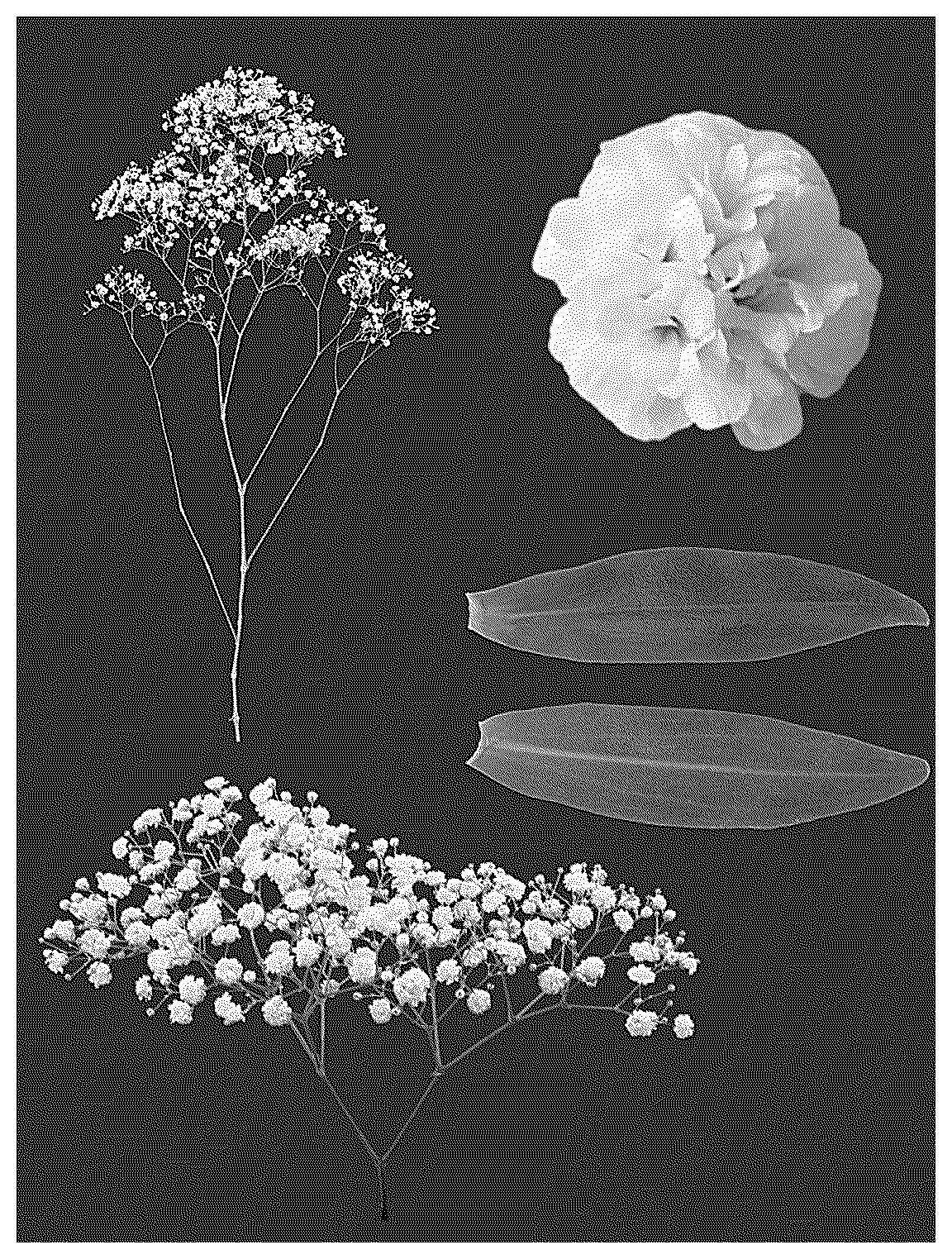 Patent USPP036768 Figure 1 – Gypsophila plant named ‘ESM G057’