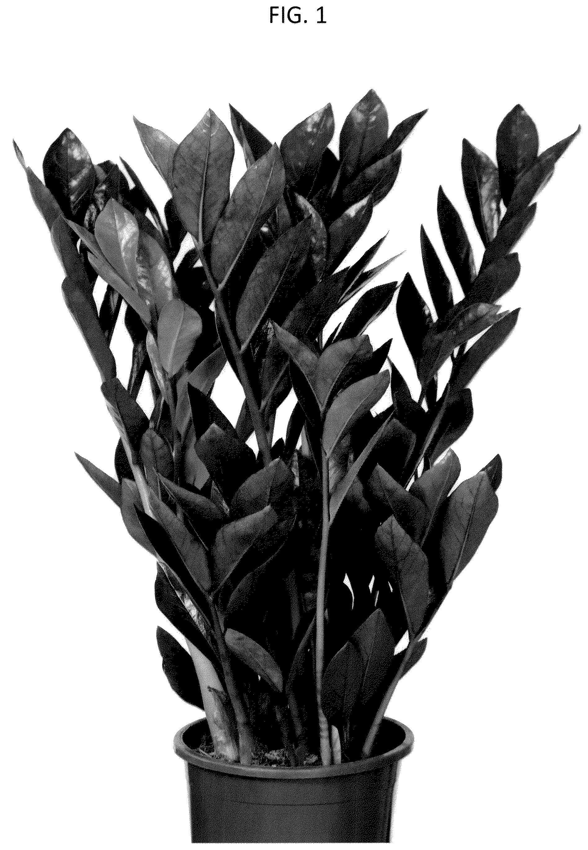 Patent USPP036769 — Zamioculcas plant named ‘EDZAM2203’ — Figure 1