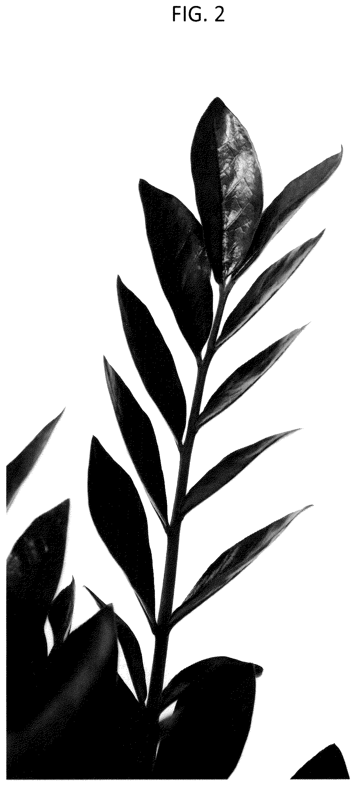Patent USPP036769 Figure 2 – Zamioculcas plant named ‘EDZAM2203’