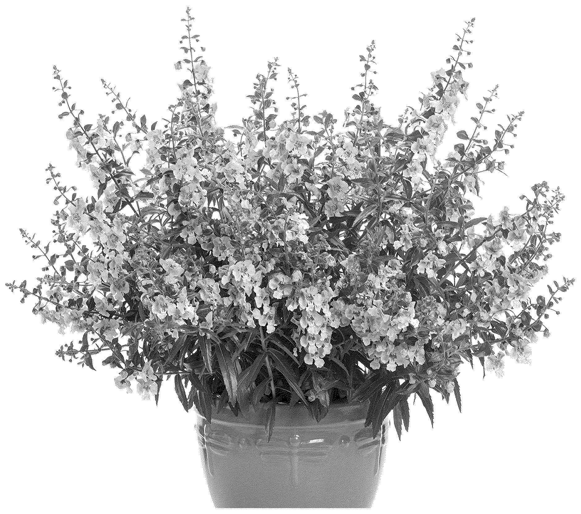 Patent USPP036770 Figure 1 – Angelonia plant named ‘ANGAF19273’