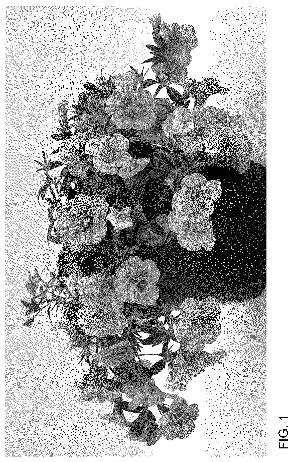 Patent USPP036771 — Calibrachoa plant named ‘WNCALSBDBLGF26’ — Figure 1