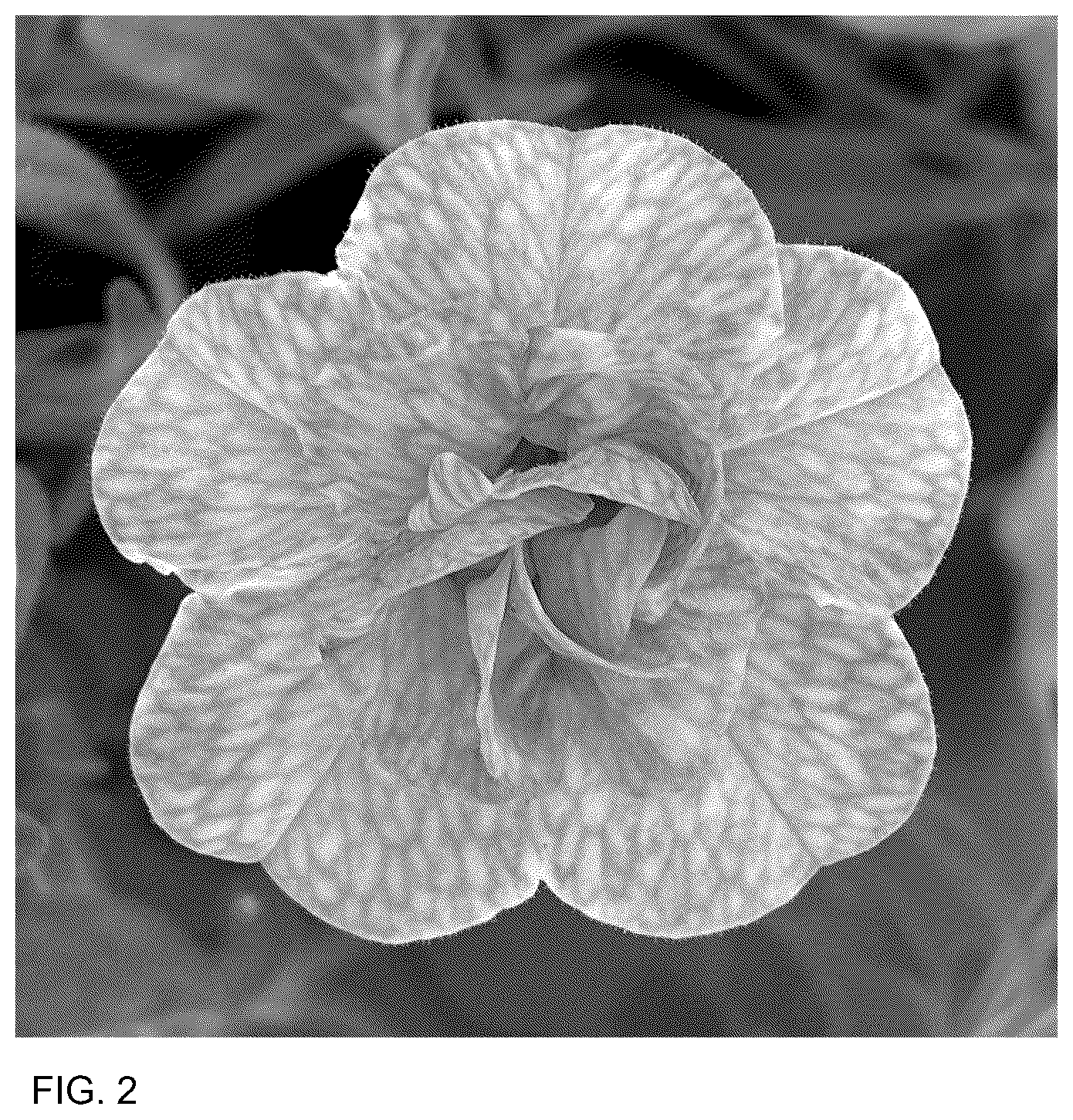 Patent USPP036771 Figure 2 – Calibrachoa plant named ‘WNCALSBDBLGF26’