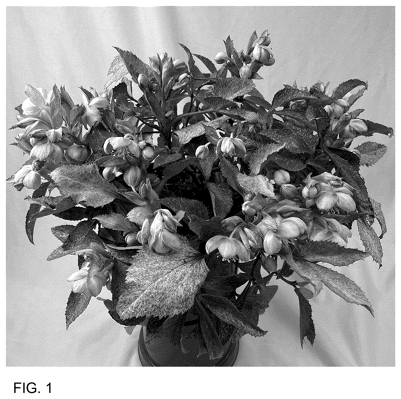Patent USPP036772 — Helleborus plant named ‘Borusmura25’ — Figure 1