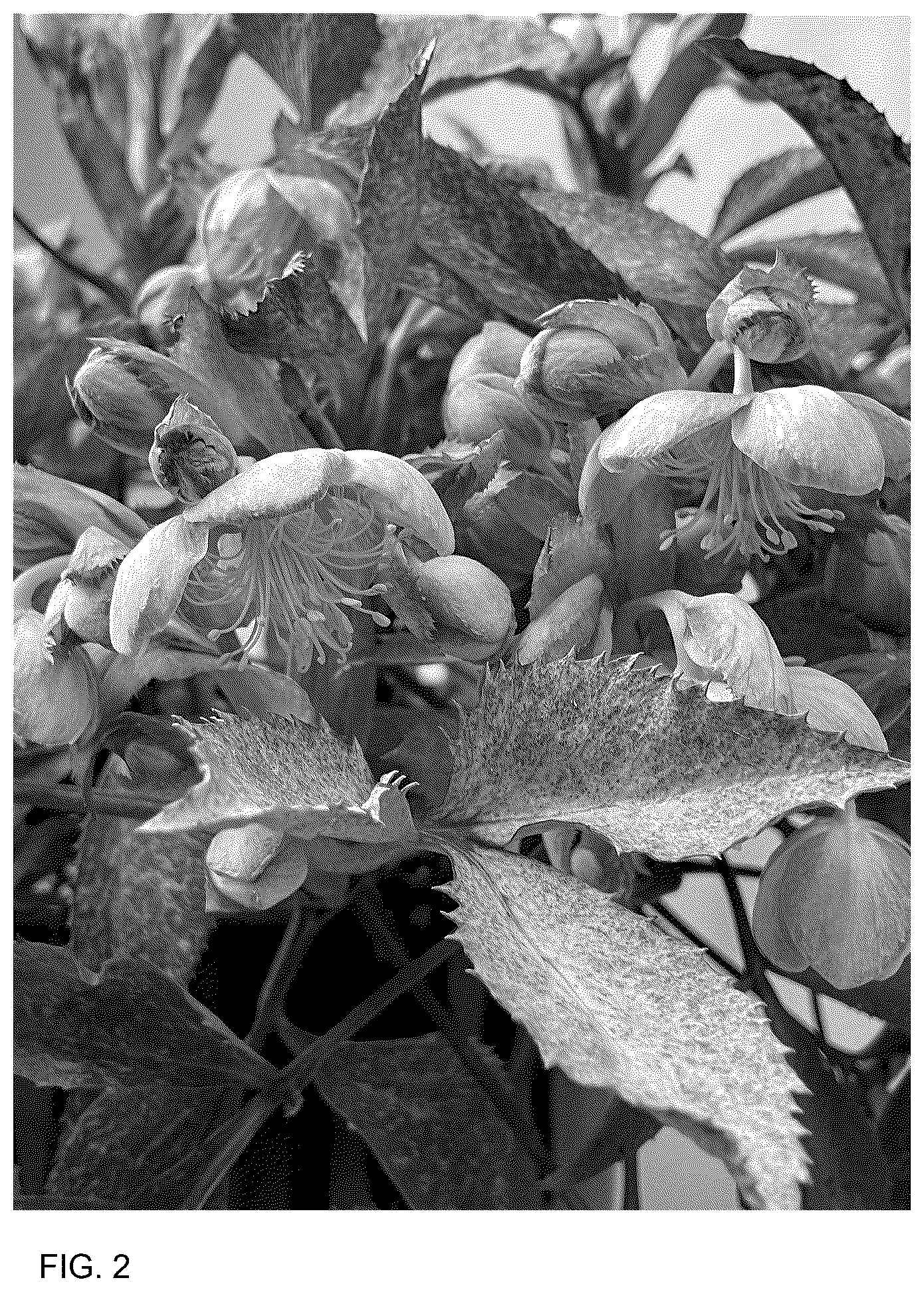 Patent USPP036772 Figure 2 – Helleborus plant named ‘Borusmura25’