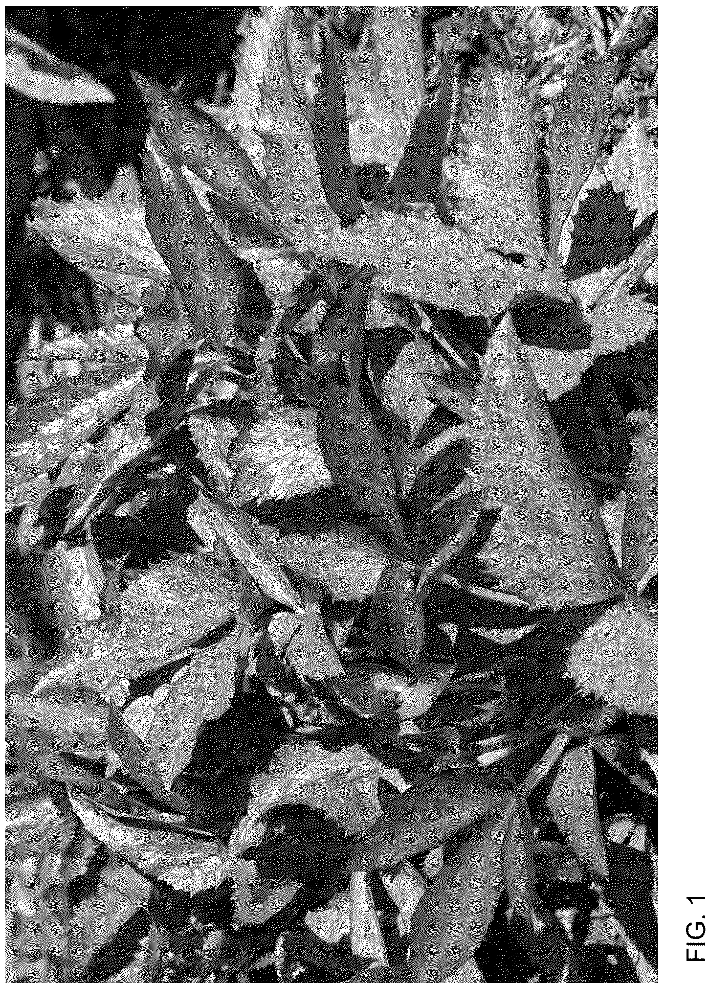 Patent USPP036773 Figure 1 – Helleborus plant named ‘Borusmura38’