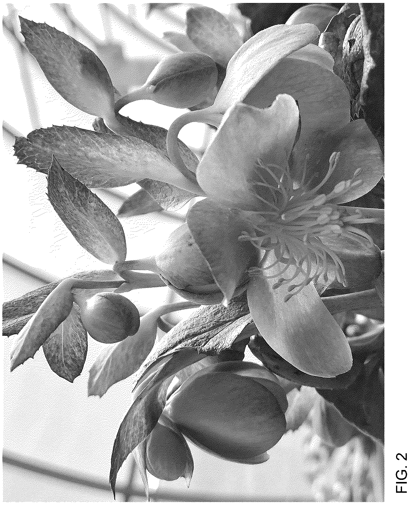 Patent USPP036773 Figure 2 – Helleborus plant named ‘Borusmura38’