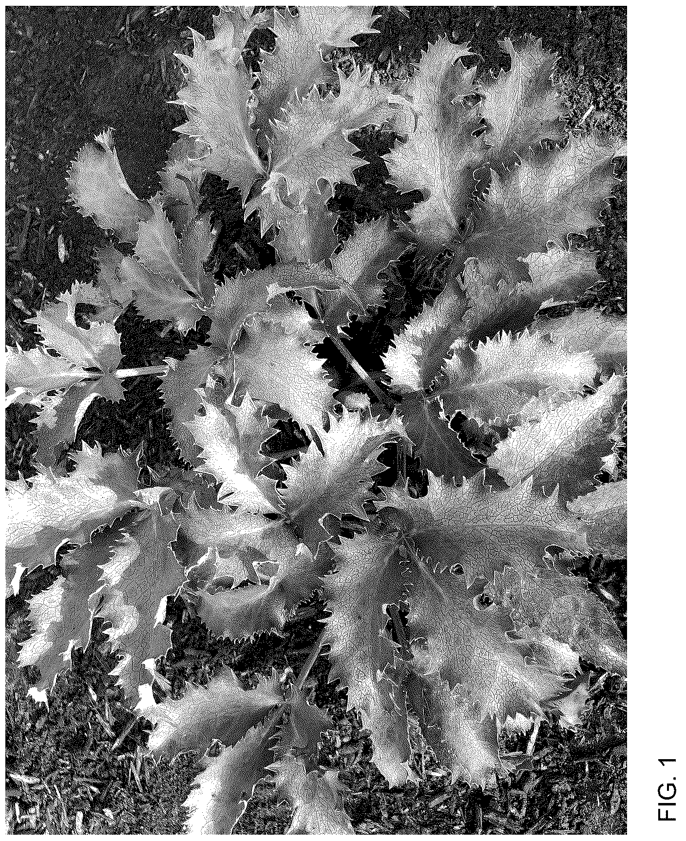 Patent USPP036774 Figure 1 – Helleborus plant named ‘Borusmura40’