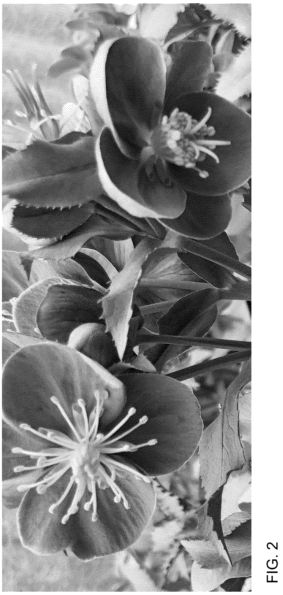 Patent USPP036774 Figure 2 – Helleborus plant named ‘Borusmura40’