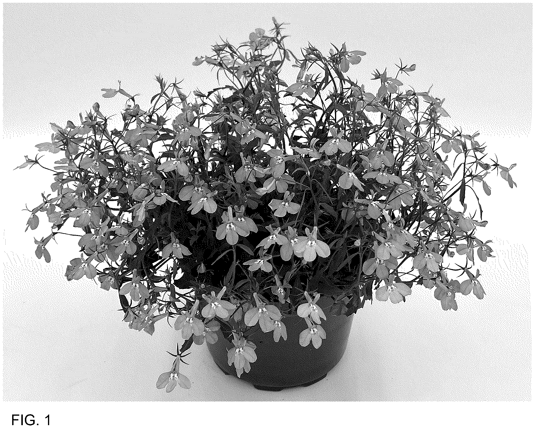 Patent USPP036775 Figure 1 – Lobelia plant named ‘WNLOBLRA26’